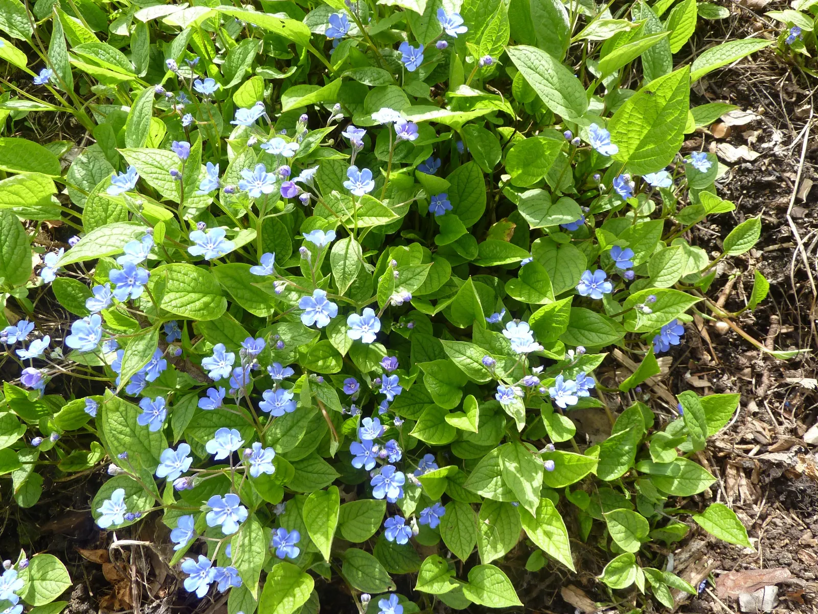 Blue-Eyed Mary, Creeping Forget-Me- (Omphalodes Verna) — They emerge in early spring and persist until late spring; the flowers measure, image 67