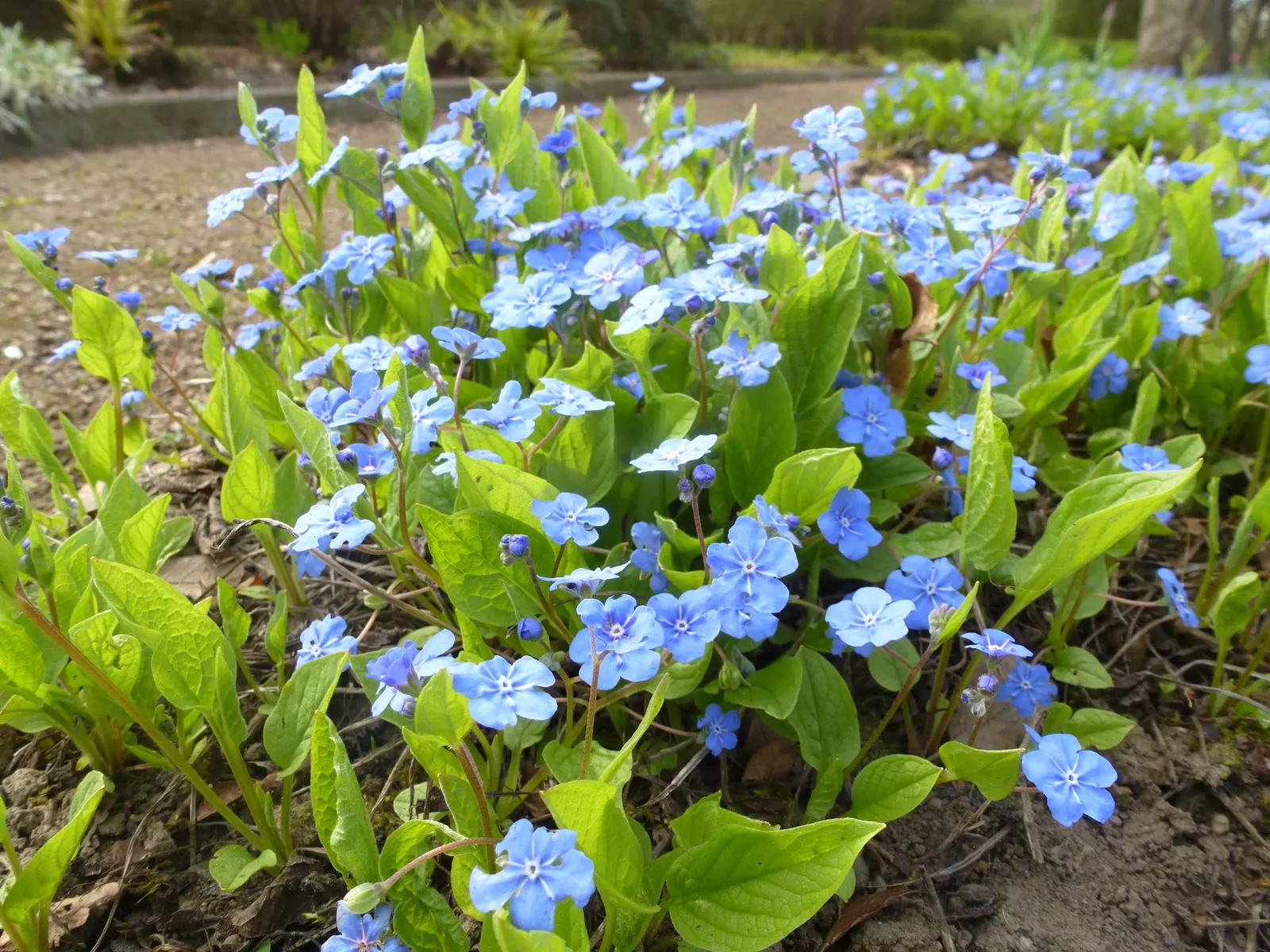 Blue-Eyed Mary, Creeping Forget-Me- (Omphalodes Verna) — and offers a charming carpet of color under deciduous trees or in shaded borders; is a, image 55