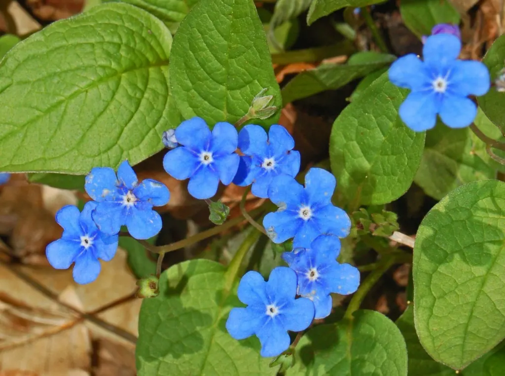 Blue-Eyed Mary, Creeping Forget-Me- (Omphalodes Verna) — They emerge in early spring and persist until late spring; the flowers measure, image 92