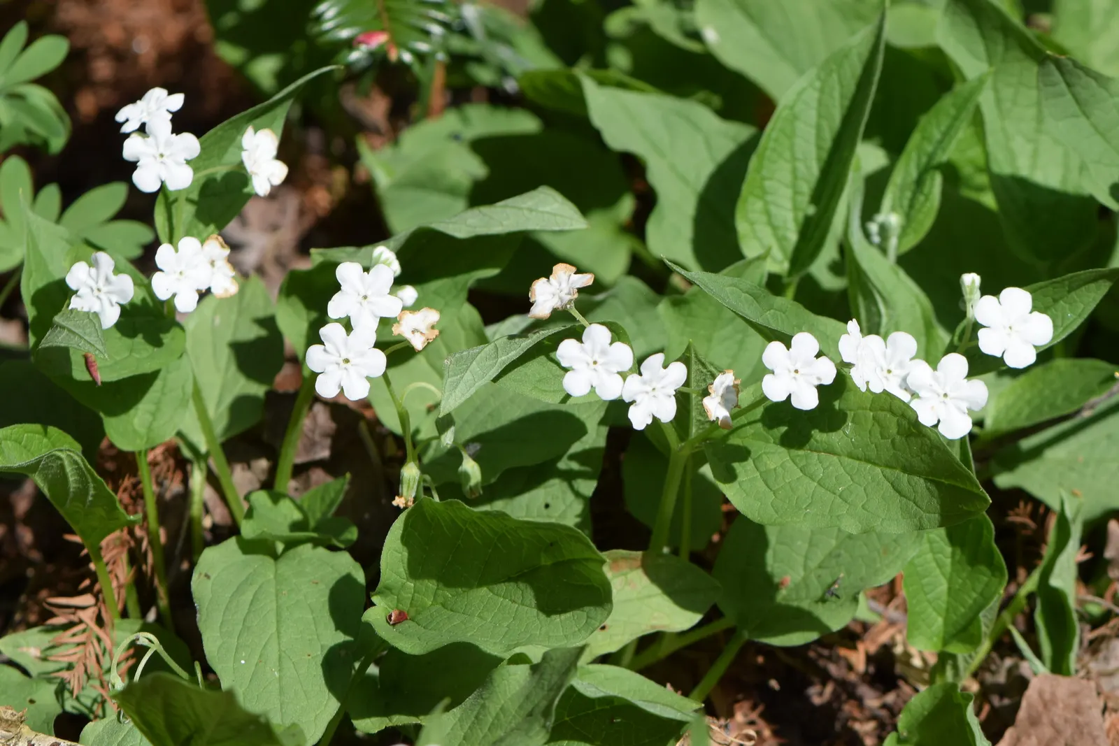 Blue-Eyed Mary, Creeping Forget-Me- (Omphalodes Verna) — blue and multi-colored flowers in the garden; particularly suitable for a charming, image 73
