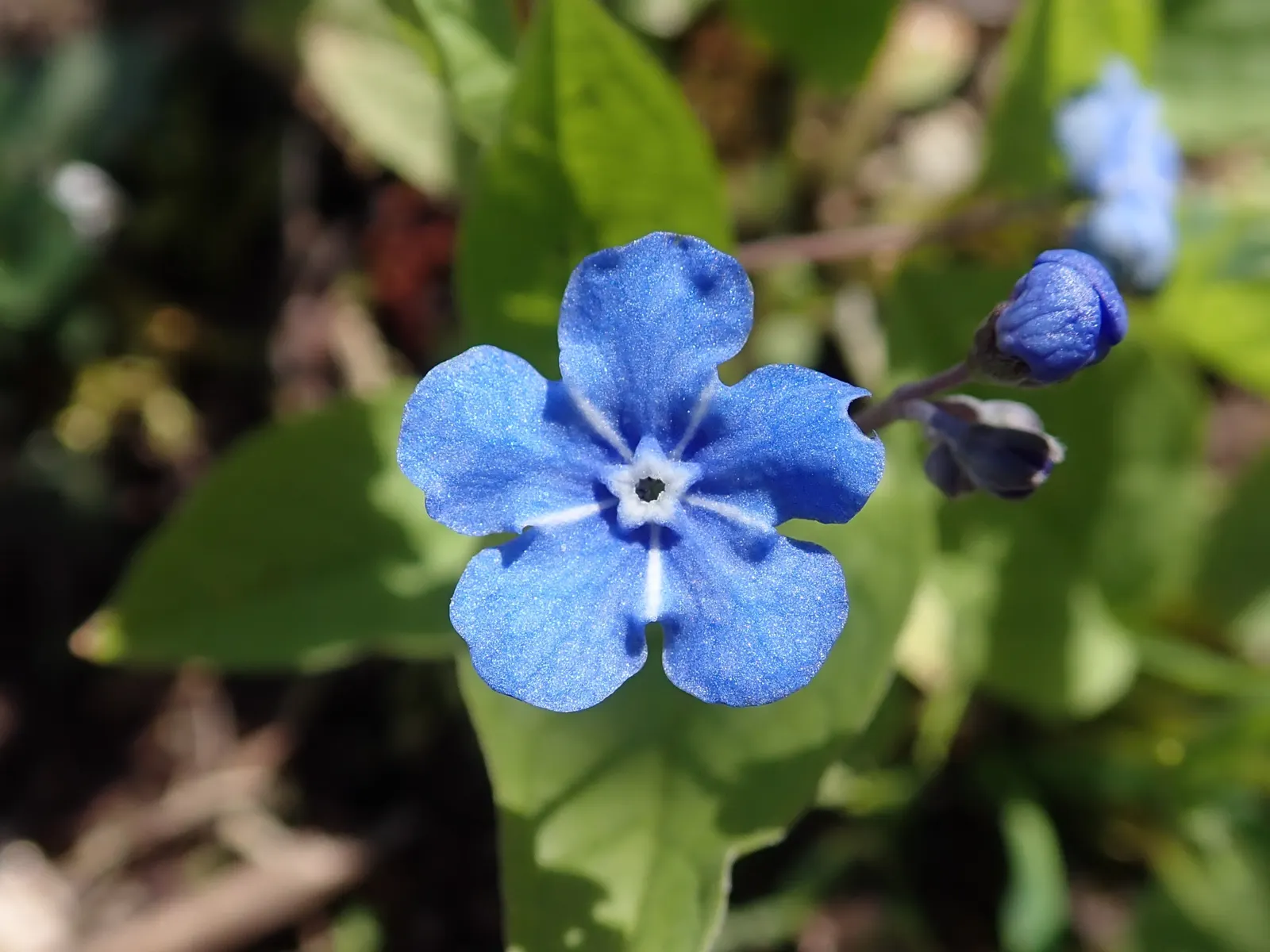 Blue-Eyed Mary, Creeping Forget-Me- (Omphalodes Verna) — ground cover / perennial with blue and multi-colored blooms; which contrast beautifully, image 74