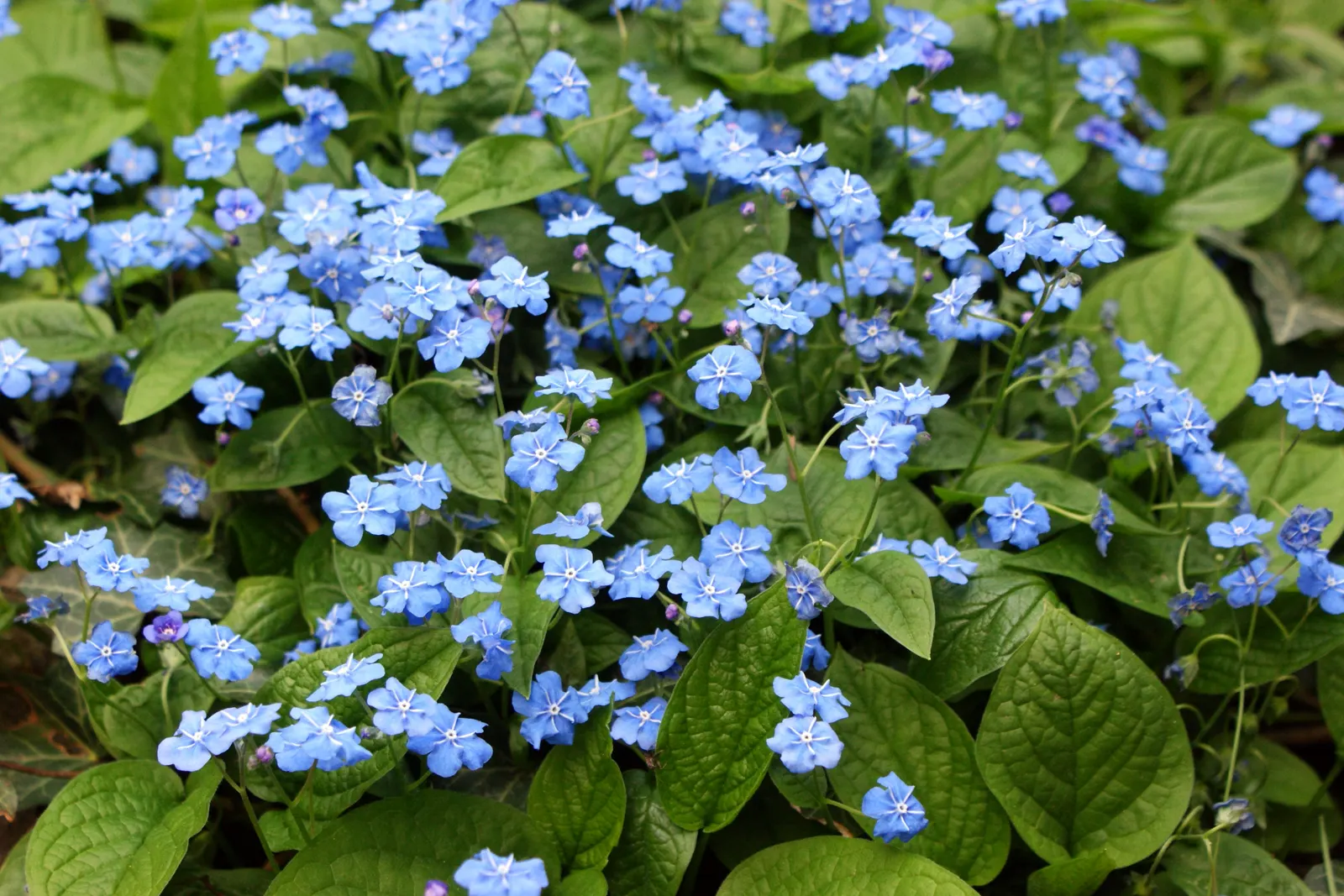 Blue-Eyed Mary, Creeping Forget-Me- (Omphalodes Verna) — is a captivating herbaceous perennial that adds a delicate splash of color to any garden; requiring