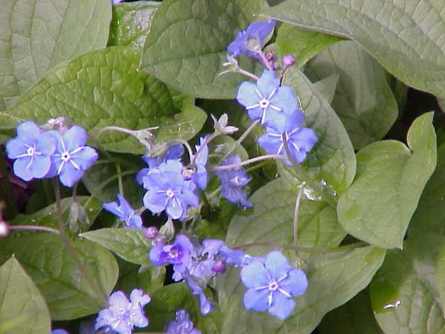 Blue-Eyed Mary, Creeping Forget-Me- (Omphalodes Verna) — particularly suitable for a charming underplanting in wooded areas or along shaded borders; ideal for