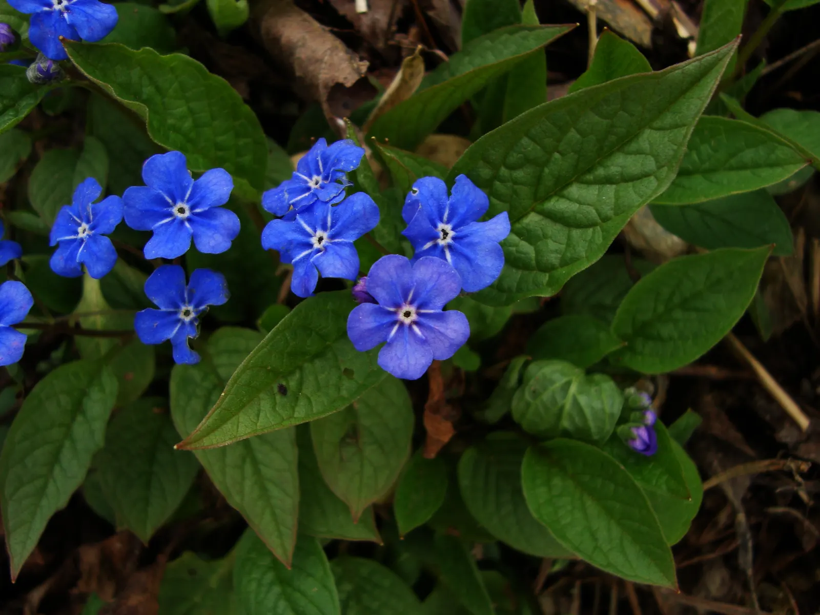 Blue-Eyed Mary, Creeping Forget-Me- (Omphalodes Verna) — which contrast beautifully with its glossy