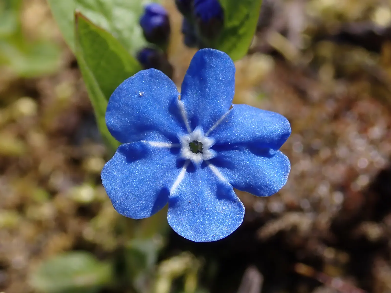Blue-Eyed Mary, Creeping Forget-Me- (Omphalodes Verna) — or more formally known as the Omphalodes verna; each adorned with a bright white eye, image 81