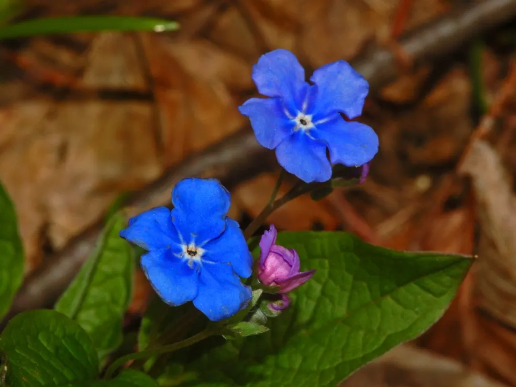 Blue-Eyed Mary, Creeping Forget-Me- (Omphalodes Verna) — typically reaching a height of 4 to 6 inches; they emerge in early spring and persist, image 60