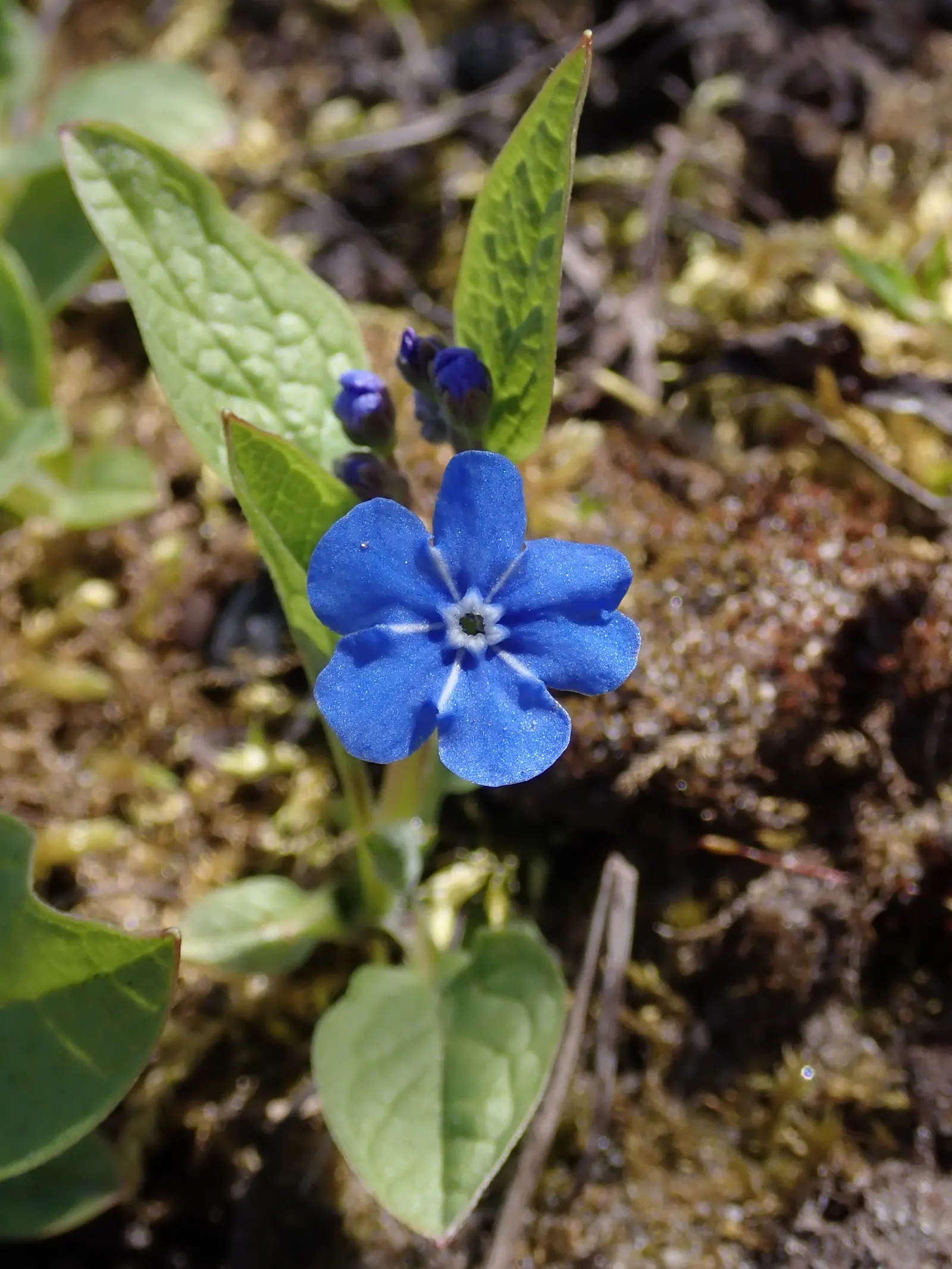Blue-Eyed Mary, Creeping Forget-Me- (Omphalodes Verna) — with a spread of 12 to 18 inches; ground cover / perennial with blue and multi-colored, image 61