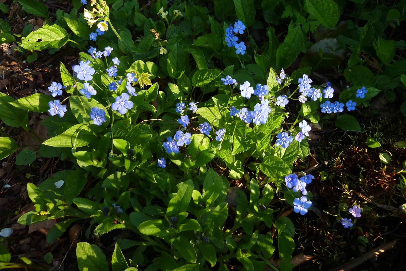Blue-Eyed Mary, Creeping Forget-Me- (Omphalodes Verna) — inviting clients to enjoy a serene and picturesque garden scene; is an herbaceous perennial known for