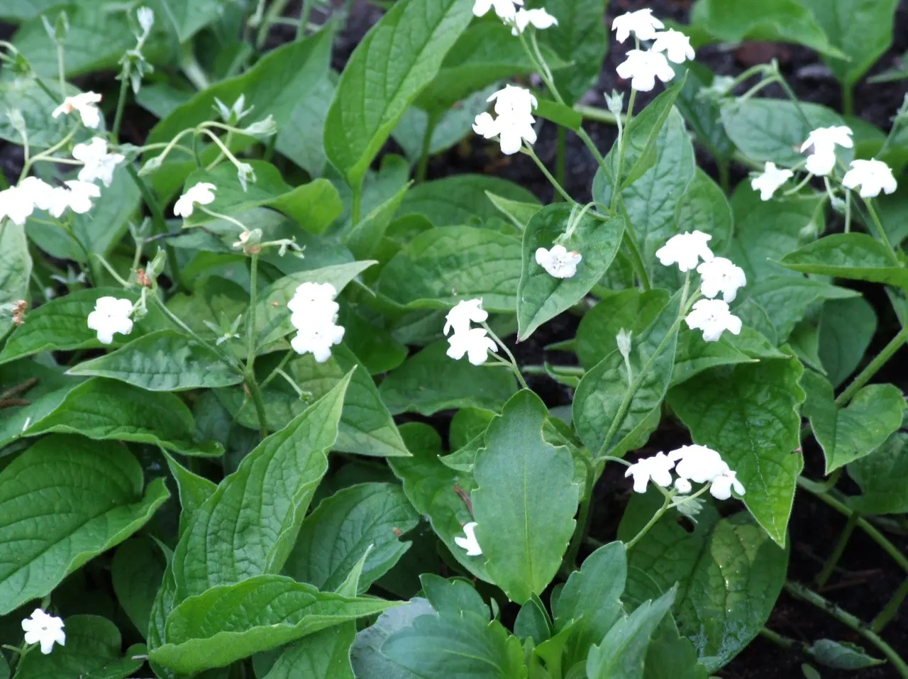 Blue-Eyed Mary, Creeping Forget-Me- (Omphalodes Verna) — is a captivating herbaceous perennial that adds a delicate splash of color to any garden, image 82