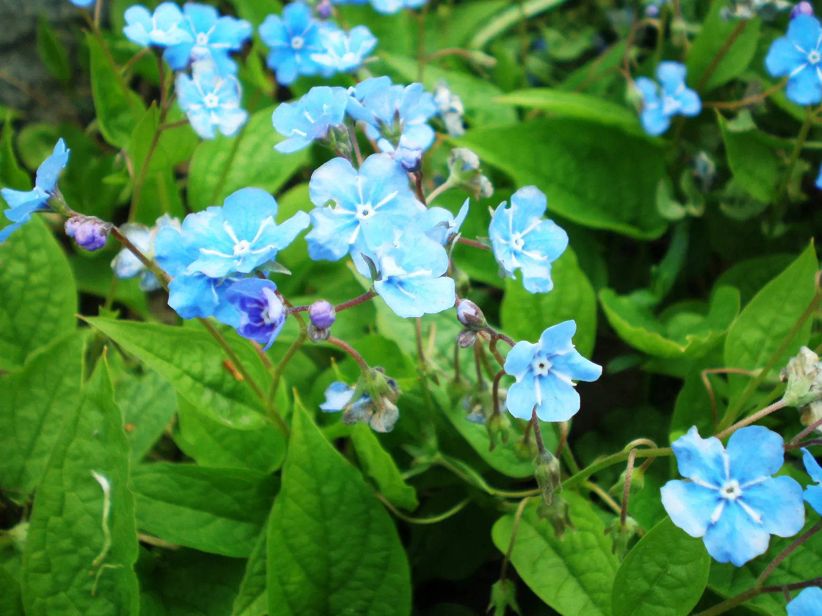 Blue-Eyed Mary, Creeping Forget-Me- (Omphalodes Verna) — cottage garden appeal.<br><br>This springtime bloomer is characterized by its striking, image 63
