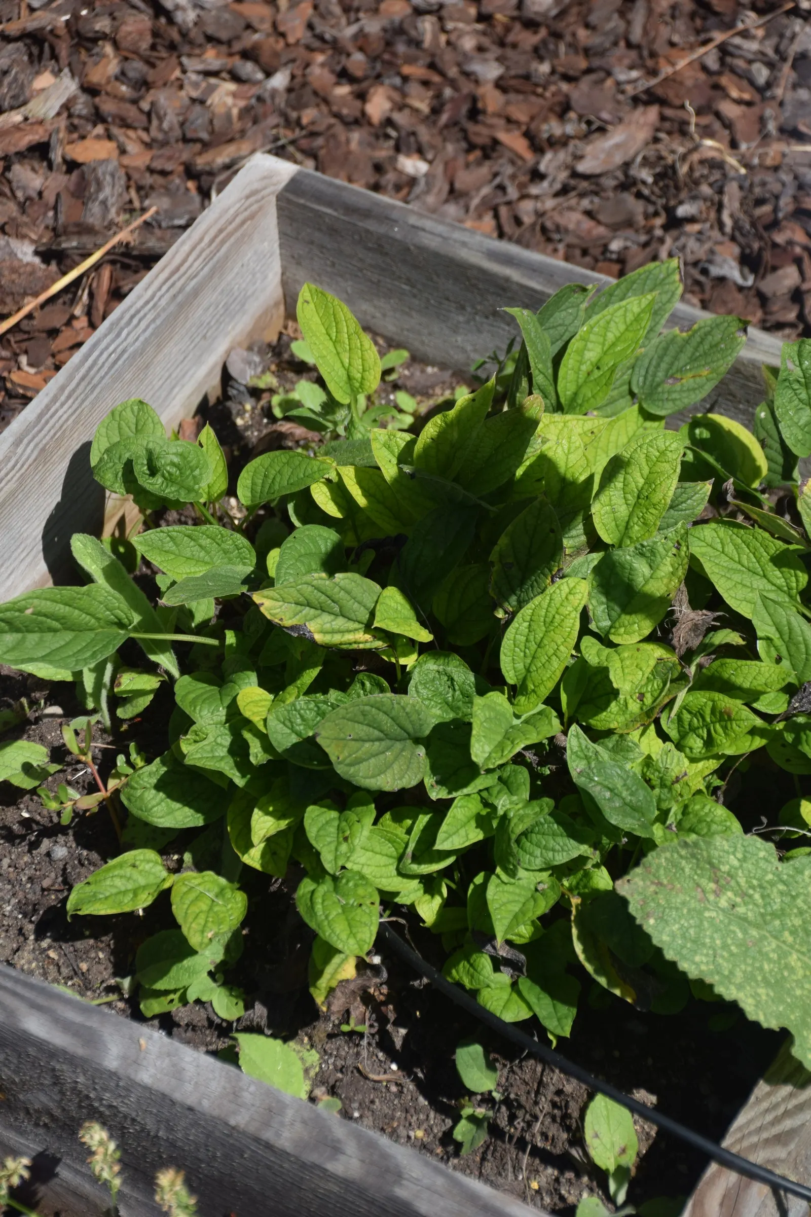 Blue-Eyed Mary, Creeping Forget-Me- (Omphalodes Verna) — which contrast beautifully with its glossy; thriving in partial shade, it forms lush mats, image 90
