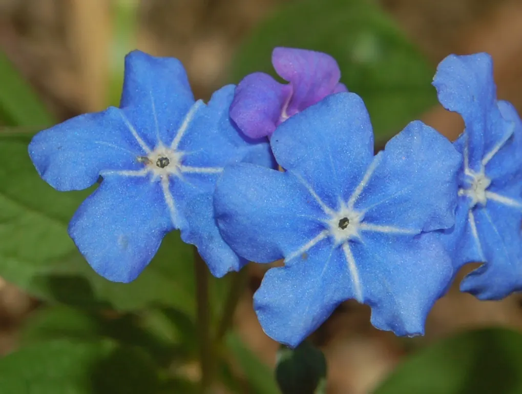 Blue-Eyed Mary, Creeping Forget-Me- (Omphalodes Verna) — The flowers measure approximately 0.5 inches in diameter, creating a subtle yet impactful, image 66