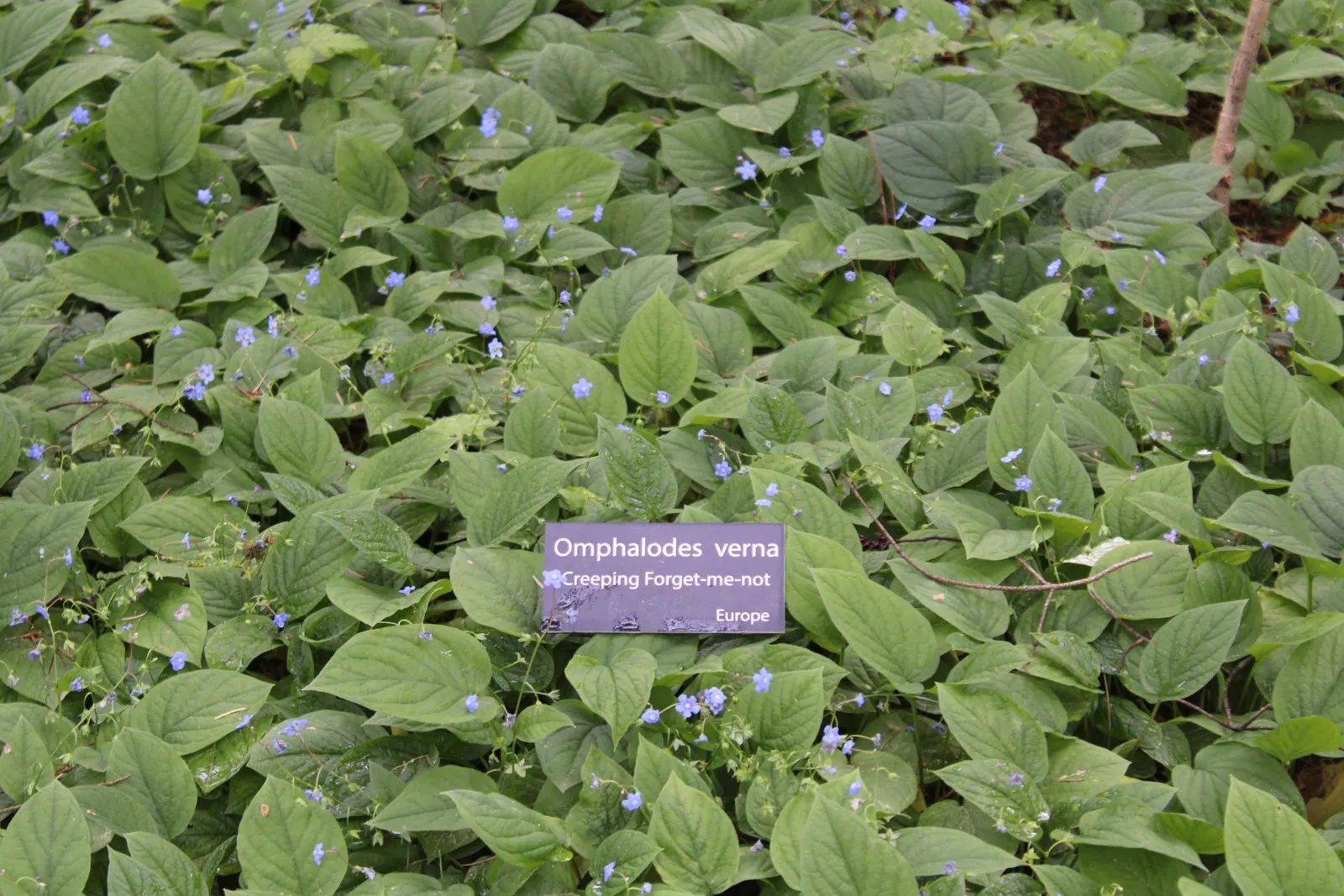 Blue-Eyed Mary, Creeping Forget-Me- (Omphalodes Verna) — is an herbaceous perennial known for its striking sky-blue flowers with white centers, image 76