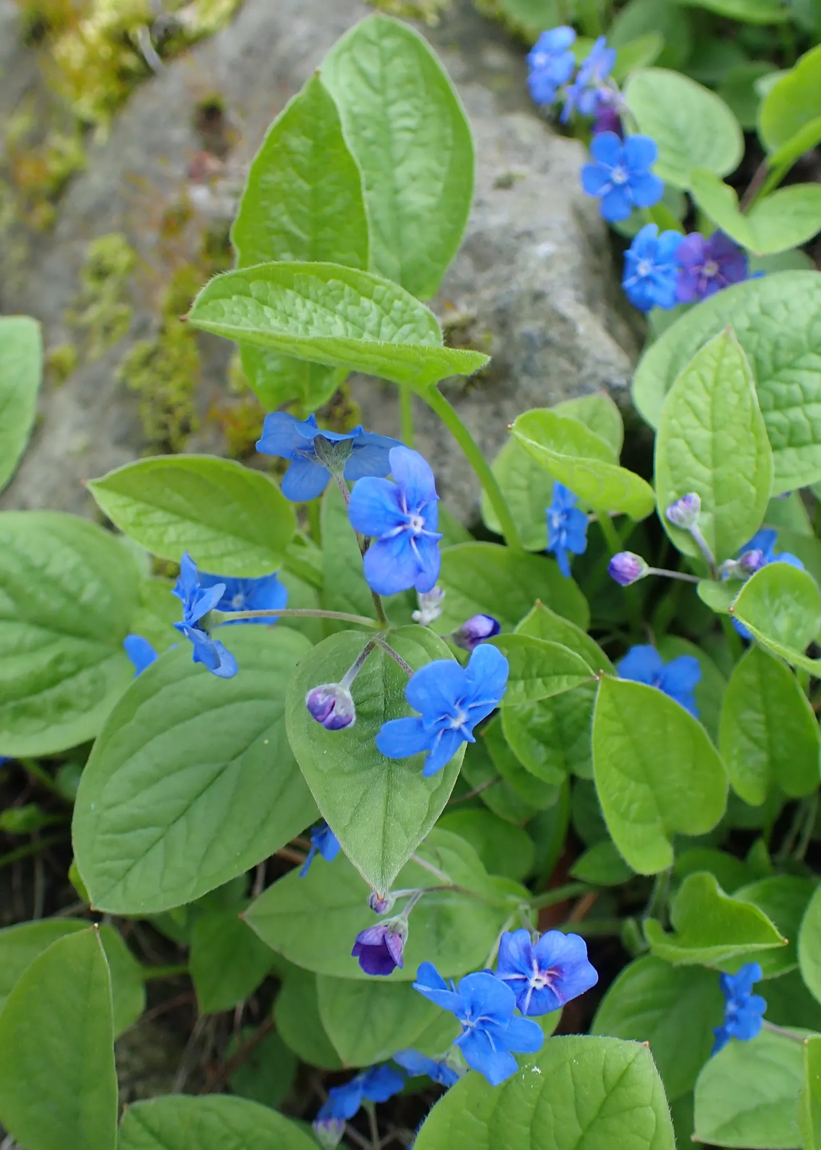 Blue-Eyed Mary, Creeping Forget-Me- (Omphalodes Verna) — with a spread of 12 to 18 inches; ground cover / perennial with blue and multi-colored blooms