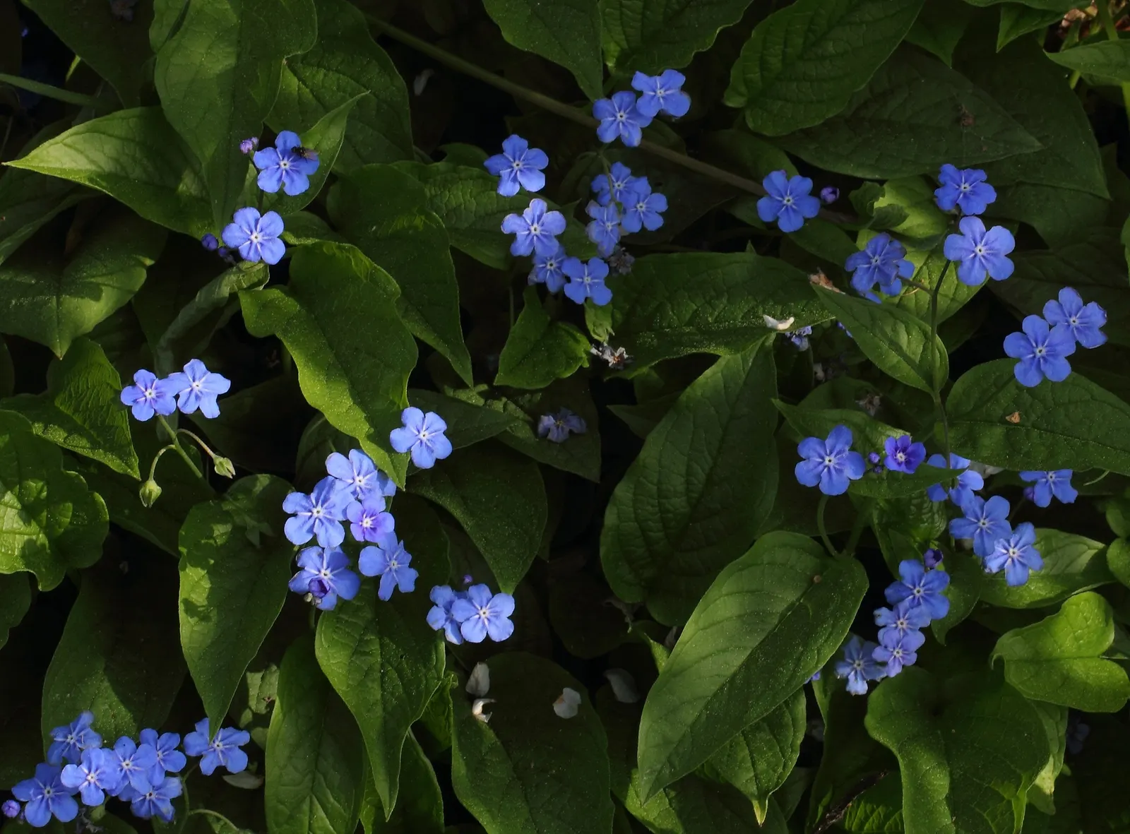Blue-Eyed Mary, Creeping Forget-Me- (Omphalodes Verna) — It's resistant to most pests and diseases and is relatively low maintenance; offering, image 95