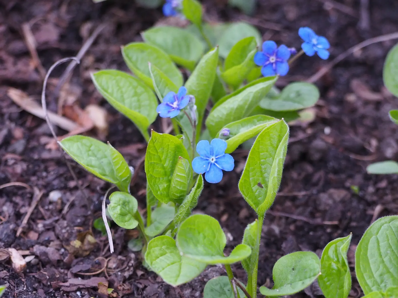 Blue-Eyed Mary, Creeping Forget-Me- (Omphalodes Verna) — well-drained soil with a rich organic composition and thrives in partial to full shade