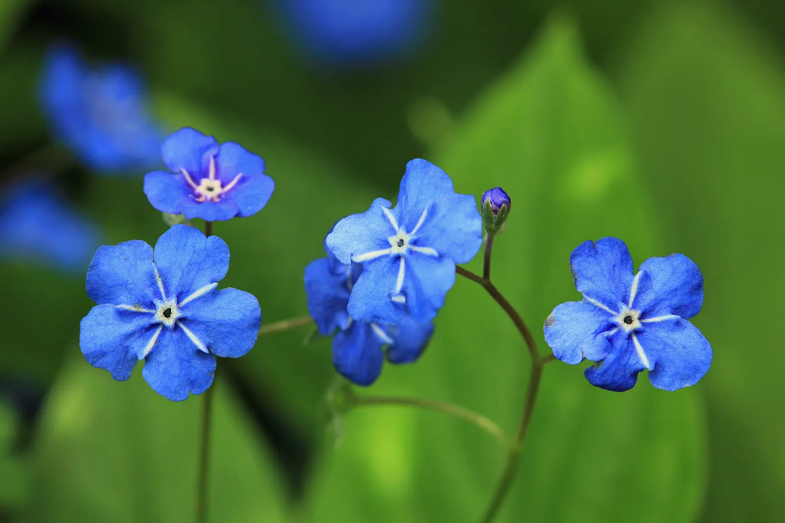 Blue-Eyed Mary, Creeping Forget-Me- (Omphalodes Verna) — Thriving in partial shade, it forms lush mats reaching 4-6 inches tall with a spread of up to 12 inches