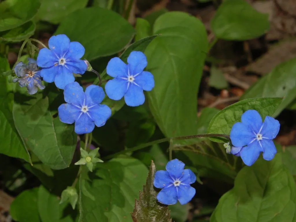 Blue-Eyed Mary, Creeping Forget-Me- (Omphalodes Verna) — this low-maintenance ground cover blooms in early spring; ground cover / perennial for, image 79