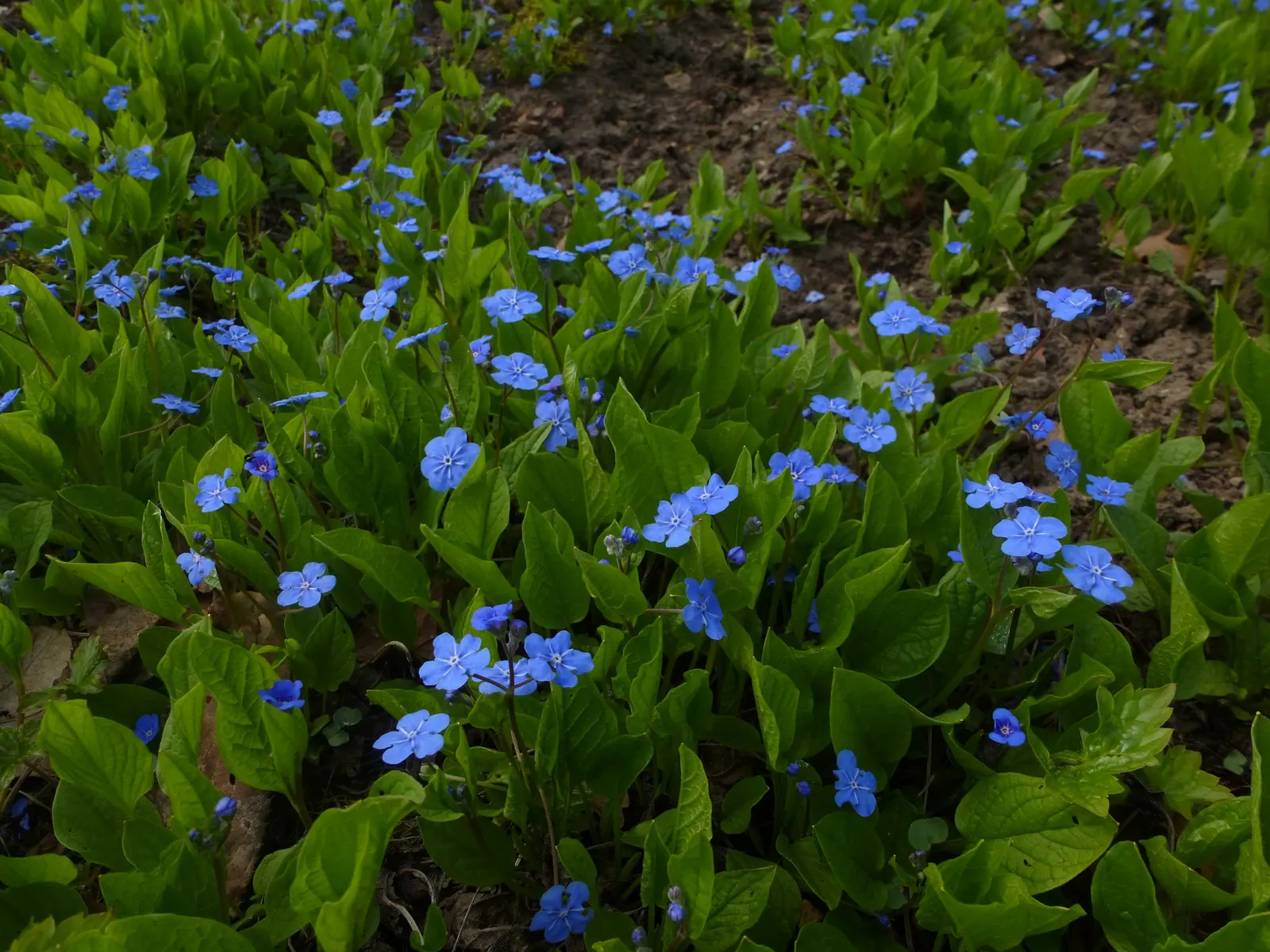 Blue-Eyed Mary, Creeping Forget-Me- (Omphalodes Verna) — The flowers measure approximately 0.5 inches in diameter, creating a subtle yet impactful visual