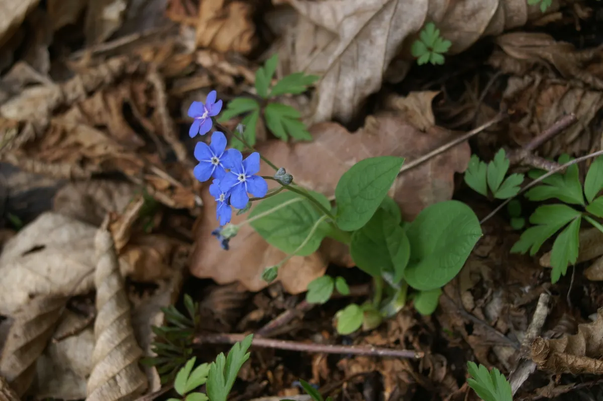 Blue-Eyed Mary, Creeping Forget-Me- (Omphalodes Verna) — Ideal for woodland gardens; well-drained soil with a rich organic composition and thrives, image 53
