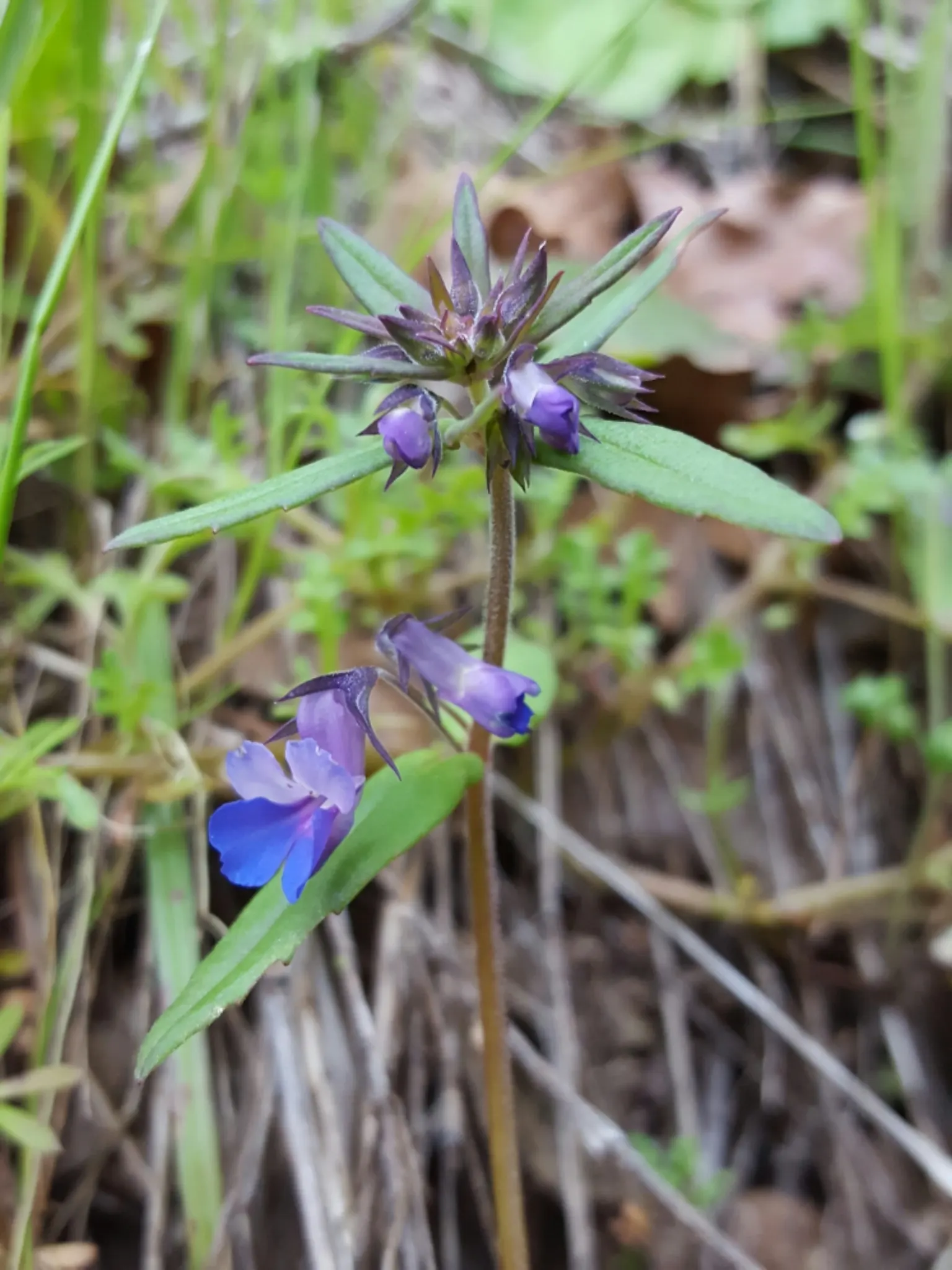 Blue-Eyed Mary, Creeping Forget-Me- (Omphalodes Verna) — or more formally known as the Omphalodes verna; each adorned with a bright white eye