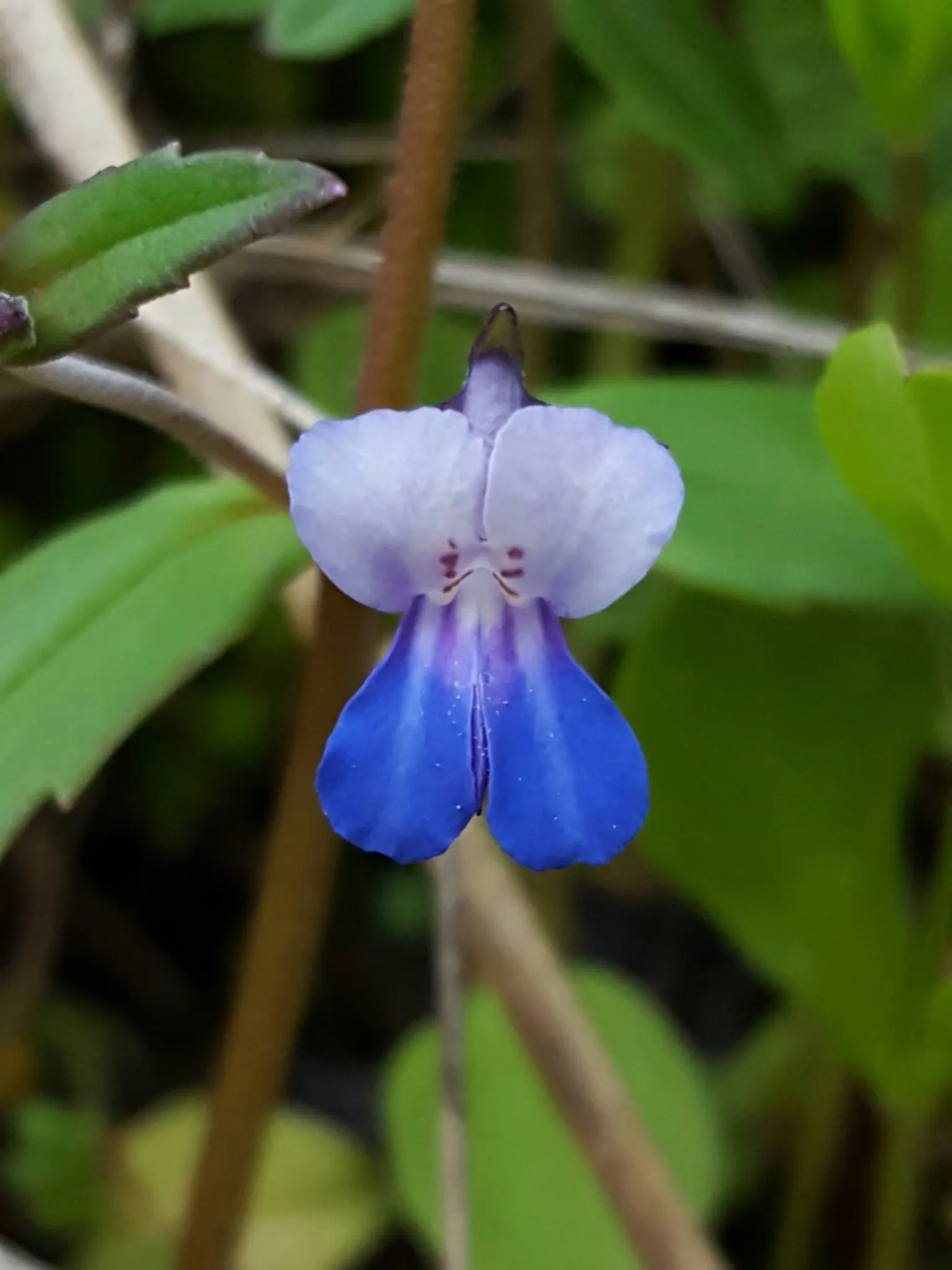 Blue-Eyed Mary, Creeping Forget-Me- (Omphalodes Verna) — is a captivating herbaceous perennial that adds a delicate splash of color to any garden