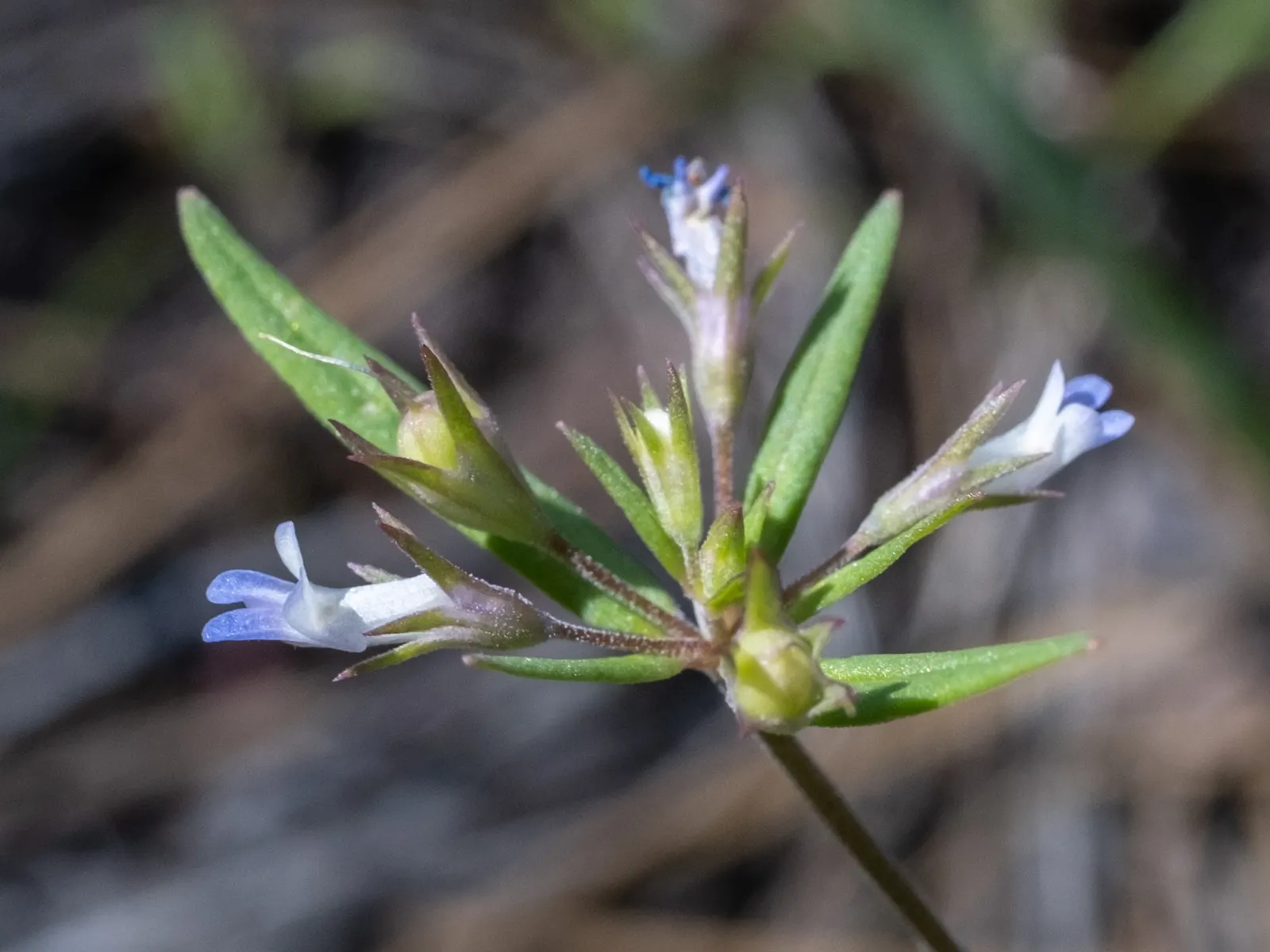 Blue-Eyed Mary, Creeping Forget-Me- (Omphalodes Verna) — cottage garden appeal.<br><br>This springtime bloomer is characterized by its striking, image 88