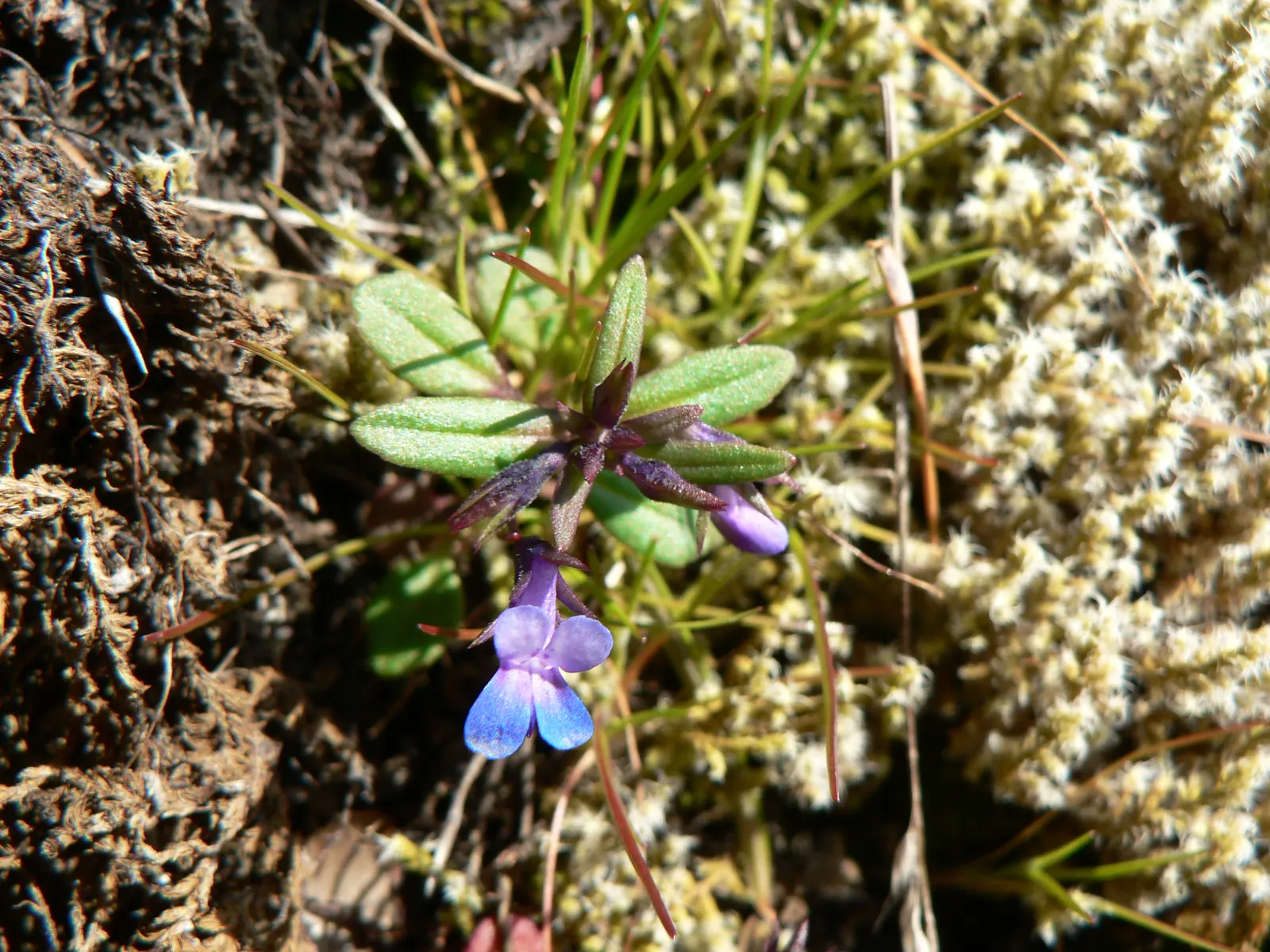 Blue-Eyed Mary, Creeping Forget-Me- (Omphalodes Verna) — ground cover / perennial with blue and multi-colored blooms