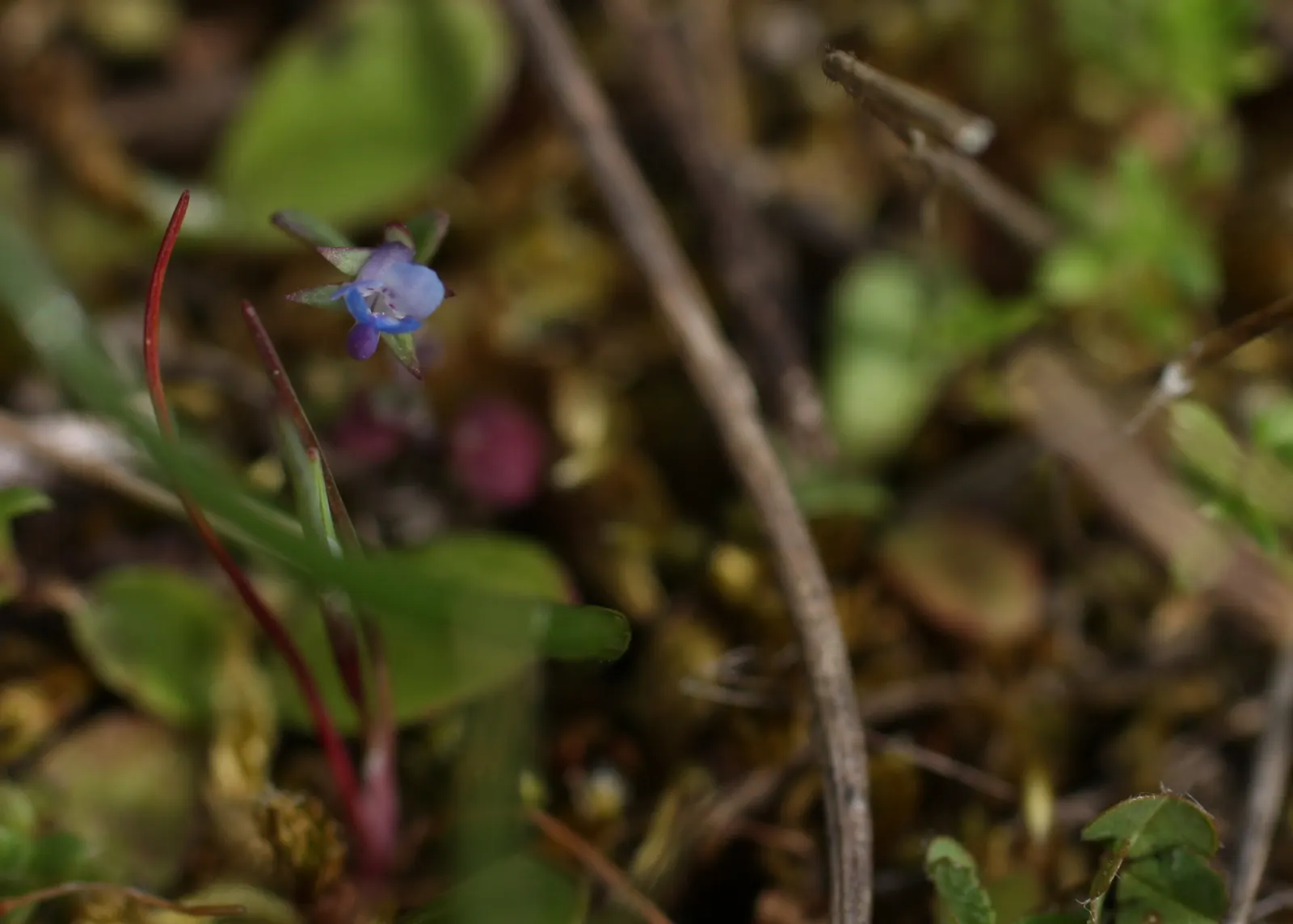 Blue-Eyed Mary, Creeping Forget-Me- (Omphalodes Verna) — inviting clients to enjoy a serene and picturesque garden scene; is an herbaceous, image 72