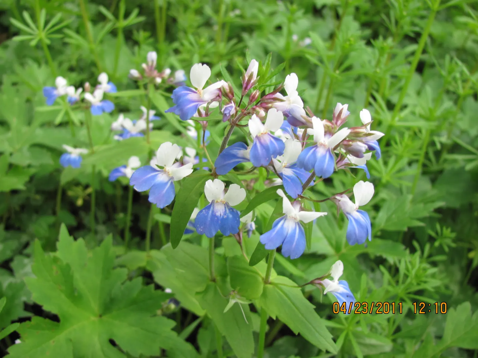 Blue-Eyed Mary, Creeping Forget-Me- (Omphalodes Verna) — ground cover / perennial with blue and multi-colored blooms; which contrast beautifully, image 99