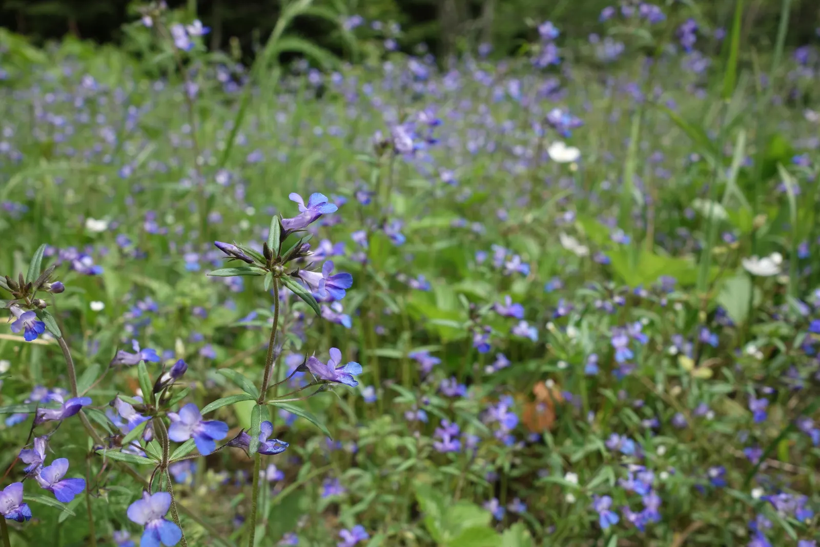 Blue-Eyed Mary, Creeping Forget-Me- (Omphalodes Verna) — Ideal for woodland gardens; well-drained soil with a rich organic composition and thrives, image 78