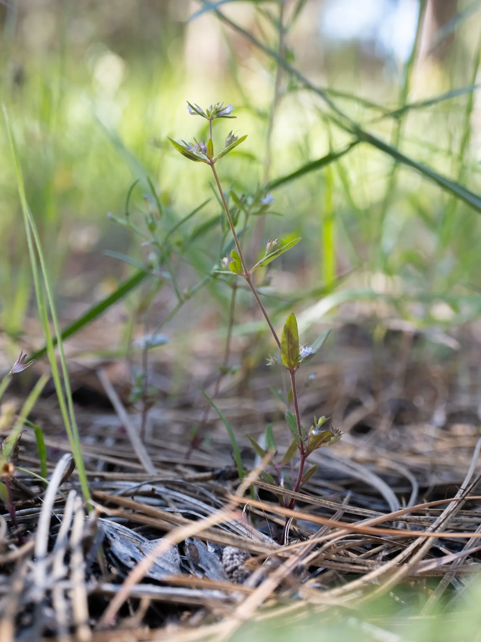 Blue-Eyed Mary, Creeping Forget-Me- (Omphalodes Verna) — They emerge in early spring and persist until late spring