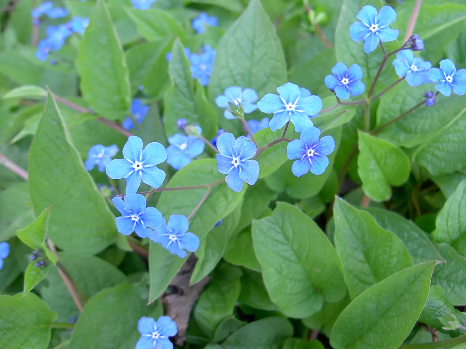 Blue-Eyed Mary, Creeping Forget-Me- (Omphalodes Verna) — offering ground cover with a quaint; or more formally known as the Omphalodes verna, image 62