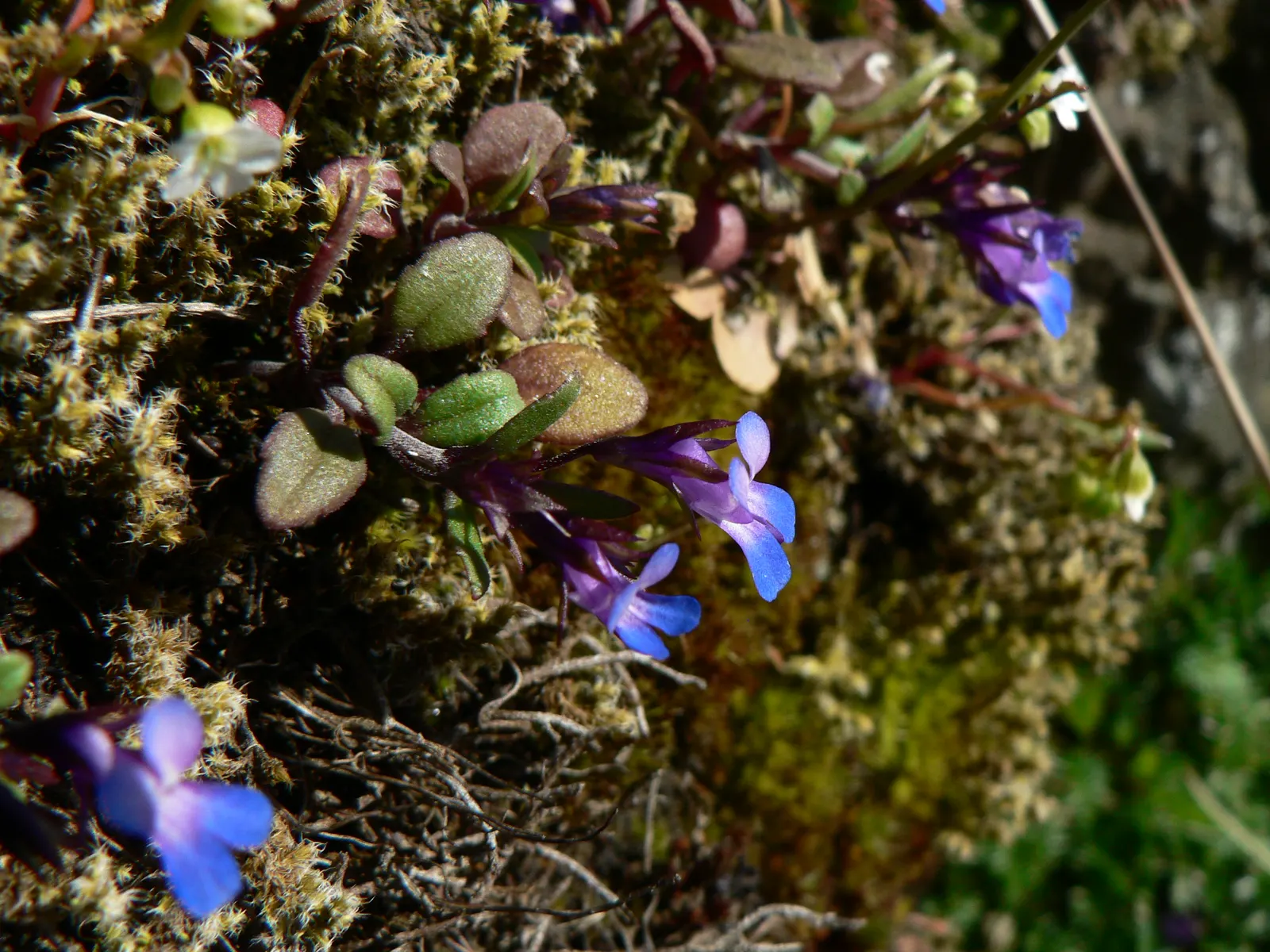 Blue-Eyed Mary, Creeping Forget-Me- (Omphalodes Verna) — and offers a charming carpet of color under deciduous trees or in shaded borders; is a captivating