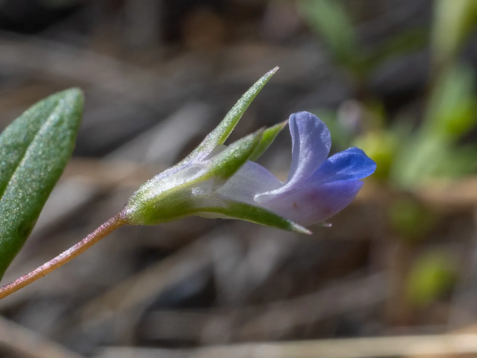 Blue-Eyed Mary, Creeping Forget-Me- (Omphalodes Verna) — typically reaching a height of 4 to 6 inches