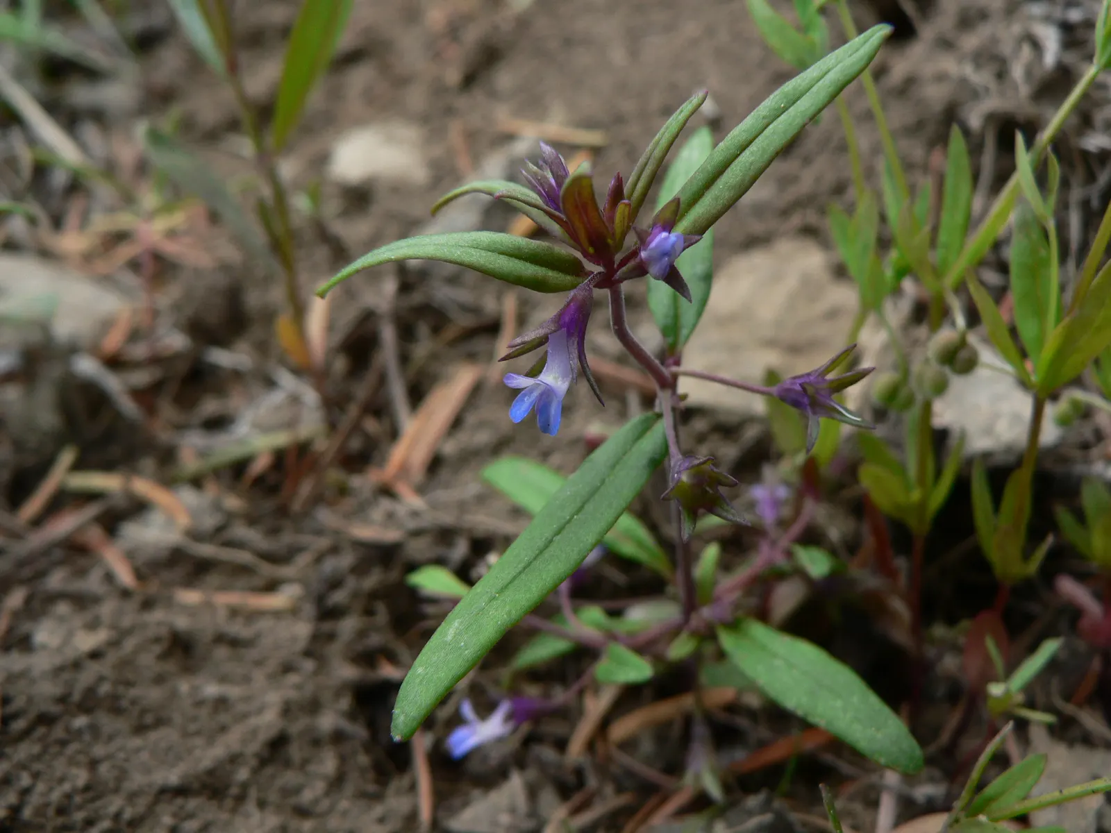 Blue-Eyed Mary, Creeping Forget-Me- (Omphalodes Verna) — particularly suitable for a charming underplanting in wooded areas or along shaded borders