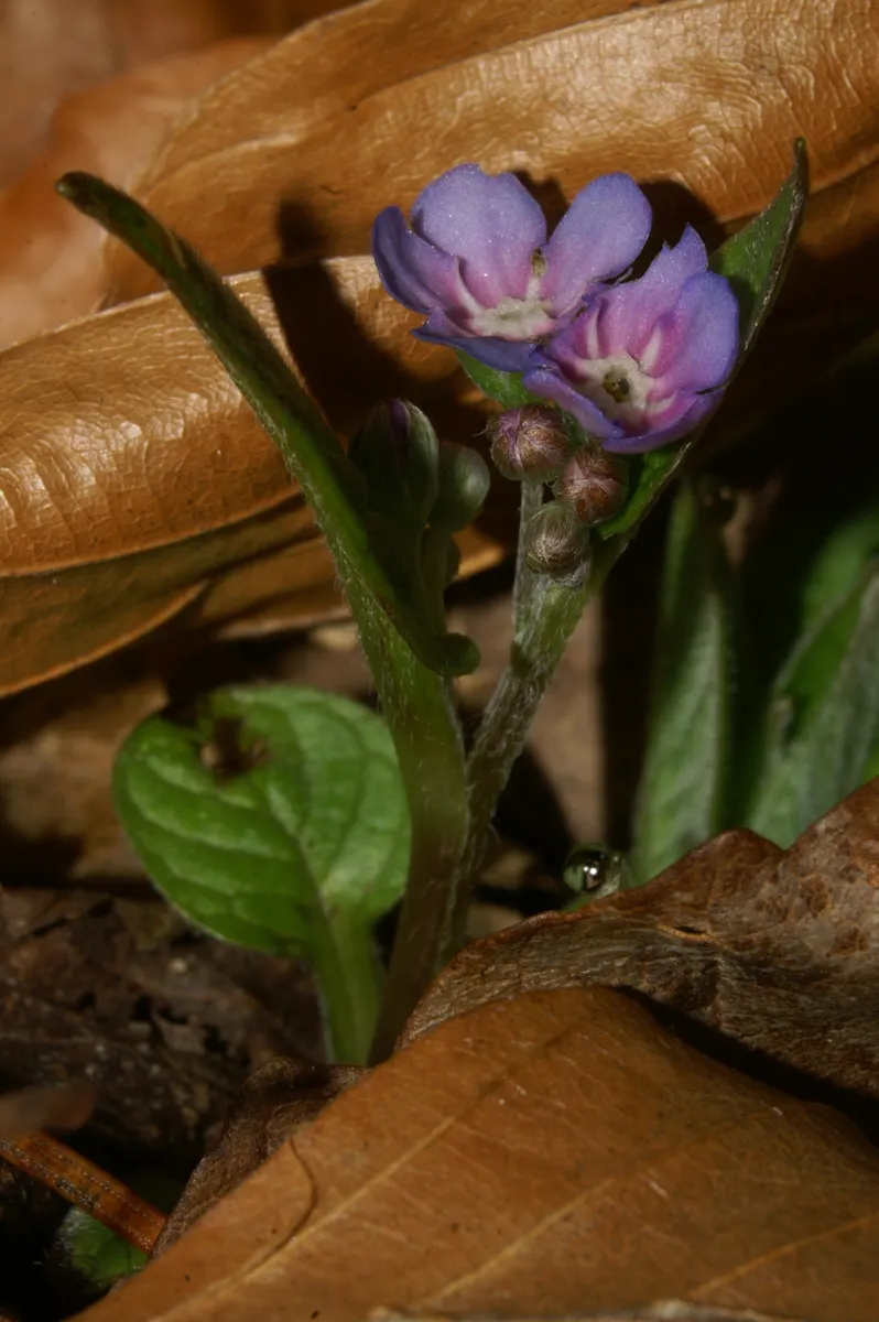 Blue-Eyed Mary, Creeping Forget-Me- (Omphalodes Verna) — well-drained soil with a rich organic composition and thrives in partial to full shade; blue and