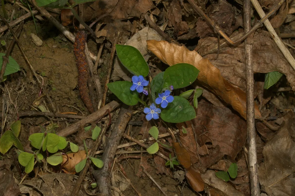 Blue-Eyed Mary, Creeping Forget-Me- (Omphalodes Verna) — this low-maintenance ground cover blooms in early spring