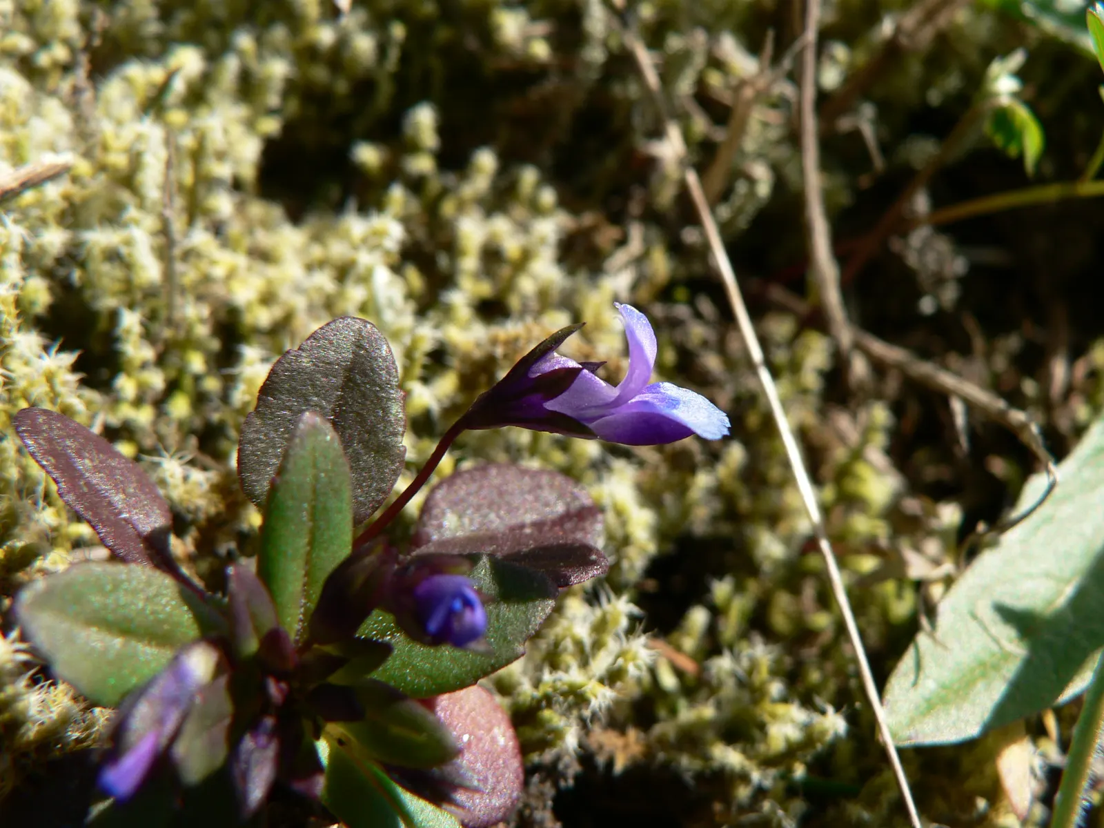 Blue-Eyed Mary, Creeping Forget-Me- (Omphalodes Verna) — blue and multi-colored flowers in the garden; particularly suitable for a charming underplanting in