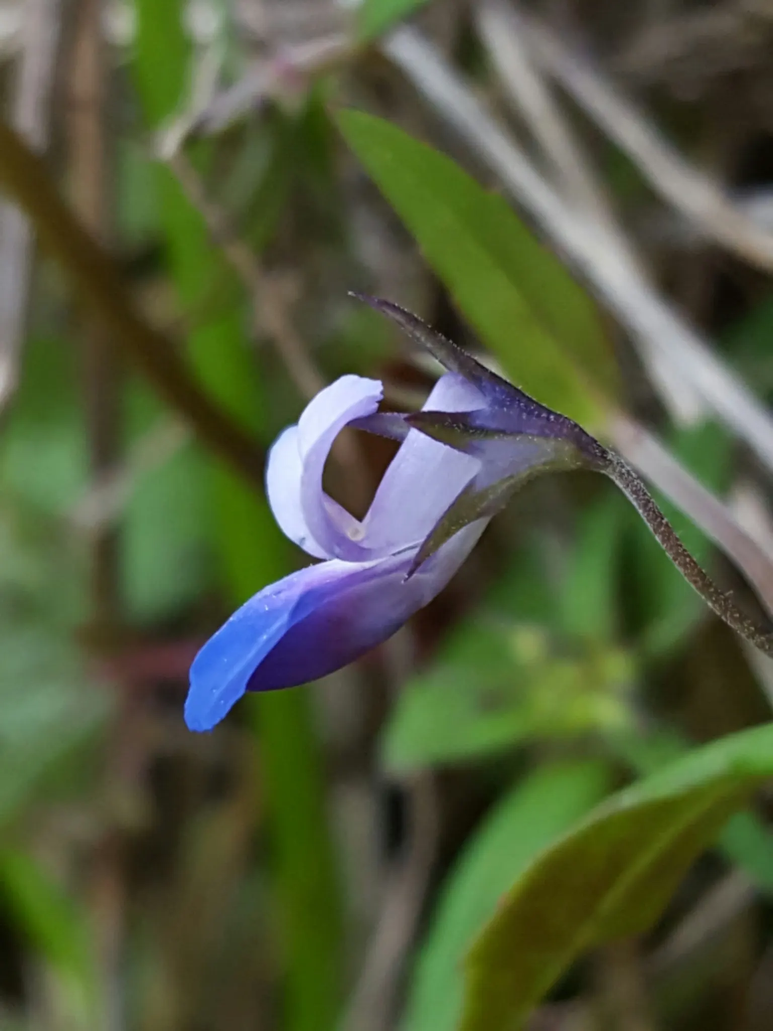 Blue-Eyed Mary, Creeping Forget-Me- (Omphalodes Verna) — each adorned with a bright white eye; it's resistant to most pests and diseases and is relatively low