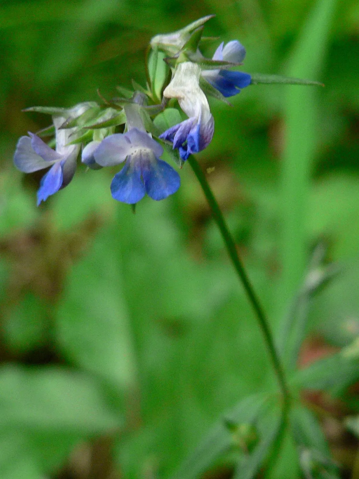 Blue-Eyed Mary, Creeping Forget-Me- (Omphalodes Verna) — each adorned with a bright white eye; it's resistant to most pests and diseases and is, image 64