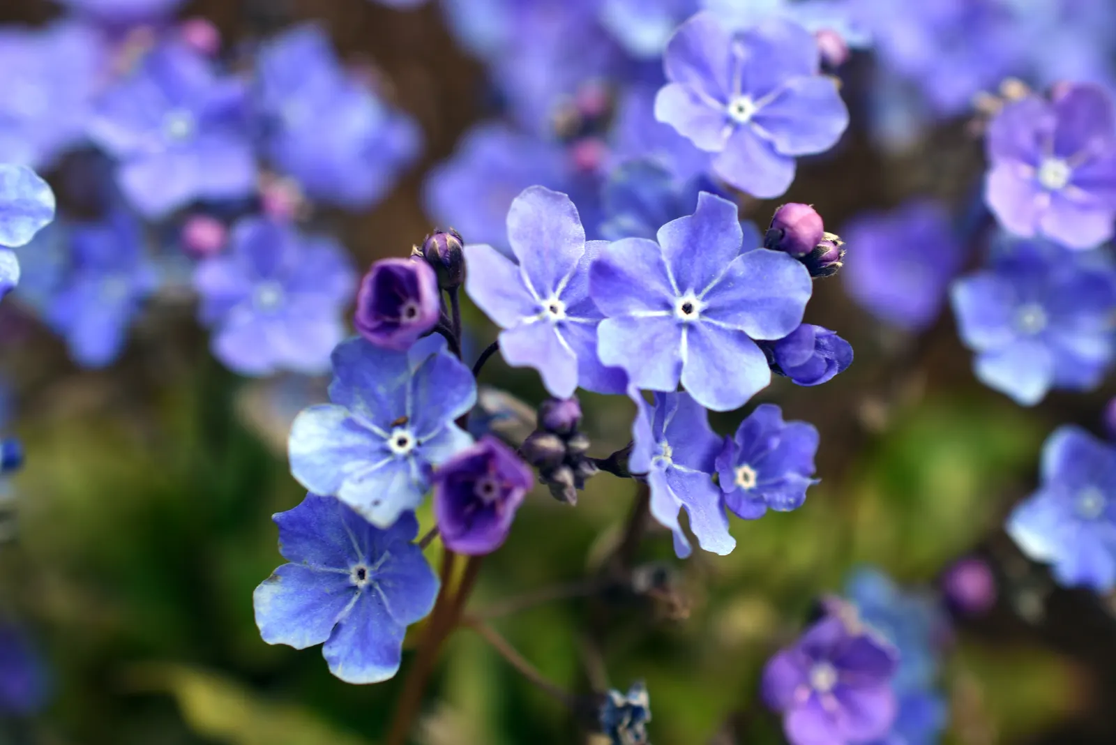 Blue-Eyed Mary, Creeping Forget-Me- (Omphalodes Verna) — well-drained soil with a rich organic composition and thrives in partial to full shade, image 68