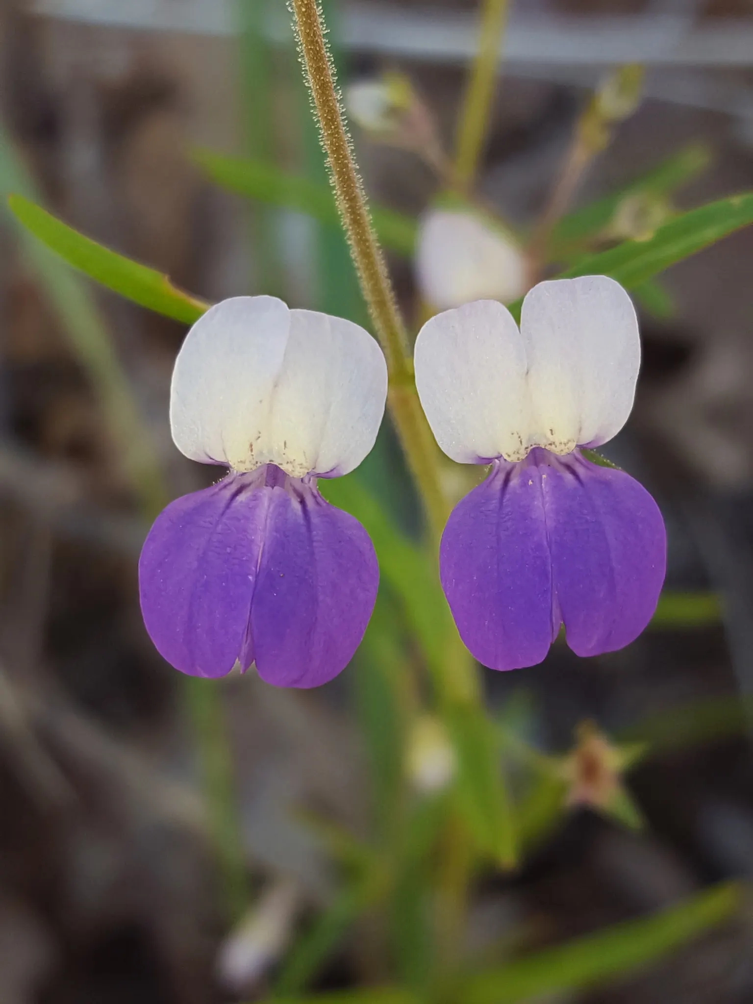 Blue-Eyed Mary, Creeping Forget-Me- (Omphalodes Verna) — each adorned with a bright white eye; it's resistant to most pests and diseases and is, image 89