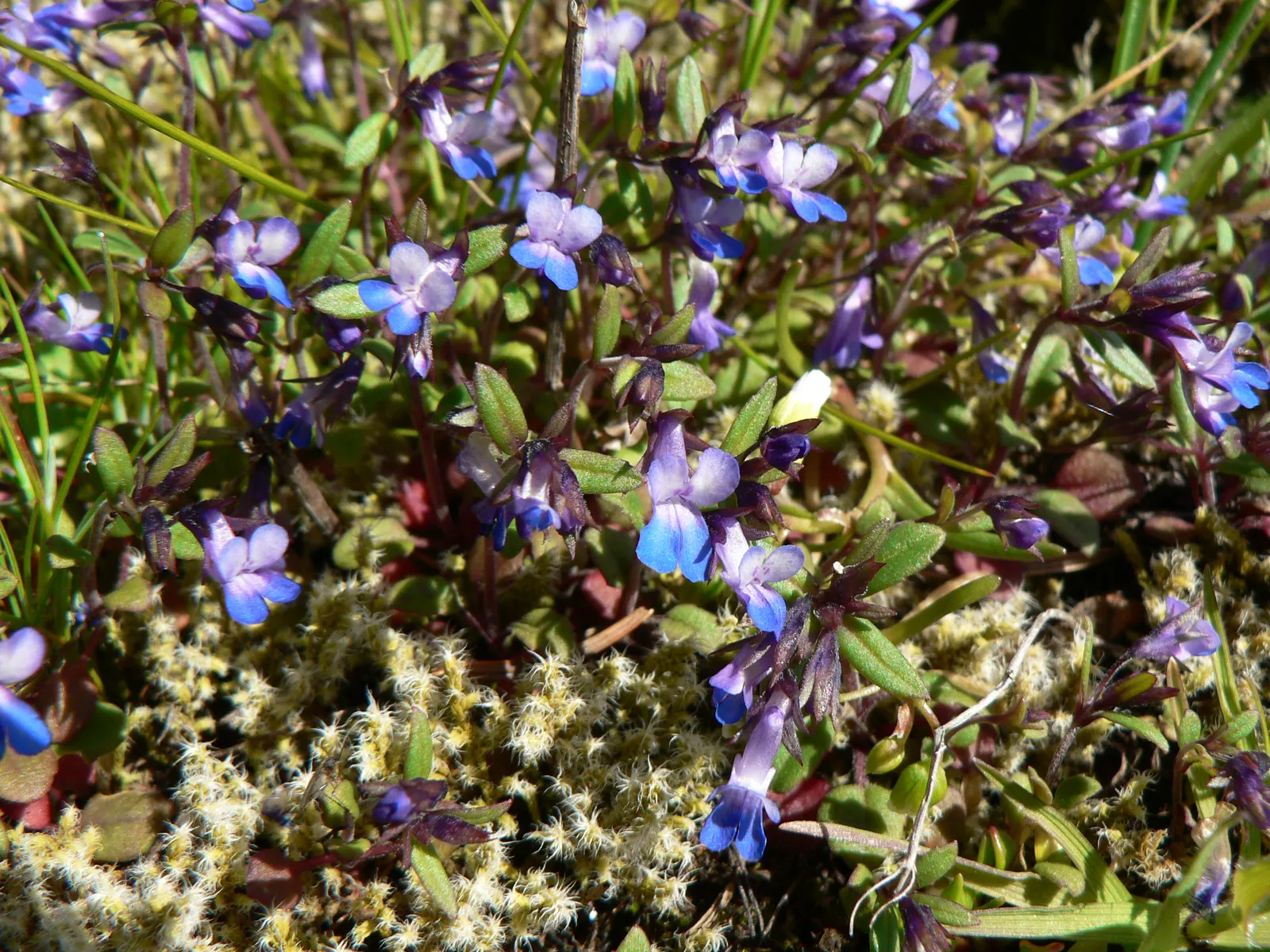 Blue-Eyed Mary, Creeping Forget-Me- (Omphalodes Verna) — The plant exhibits a lush; typically reaching a height of 4 to 6 inches, image 59