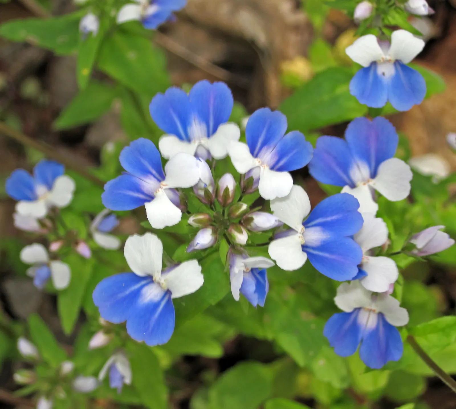 Blue-Eyed Mary, Creeping Forget-Me- (Omphalodes Verna) — The flowers measure approximately 0.5 inches in diameter, creating a subtle yet impactful, image 91