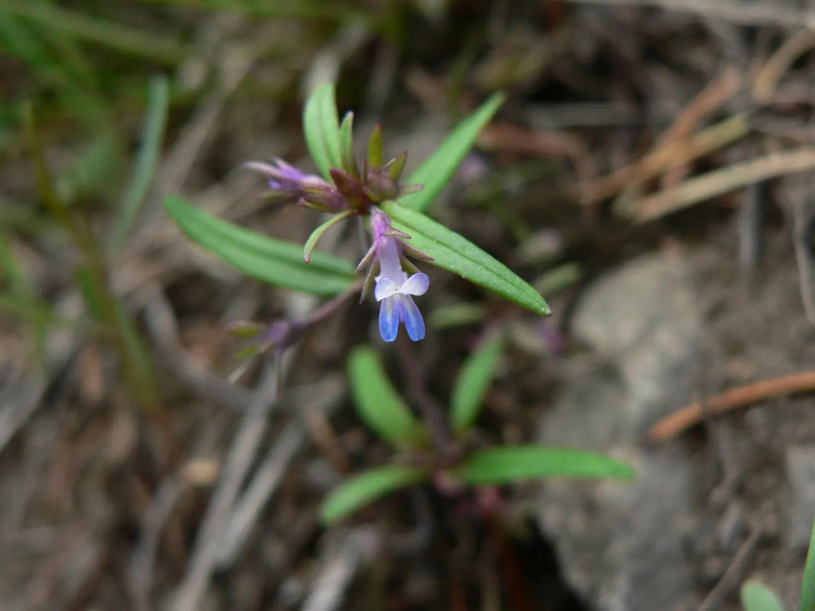 Blue-Eyed Mary, Creeping Forget-Me- (Omphalodes Verna) — They emerge in early spring and persist until late spring; the flowers measure approximately 0.5