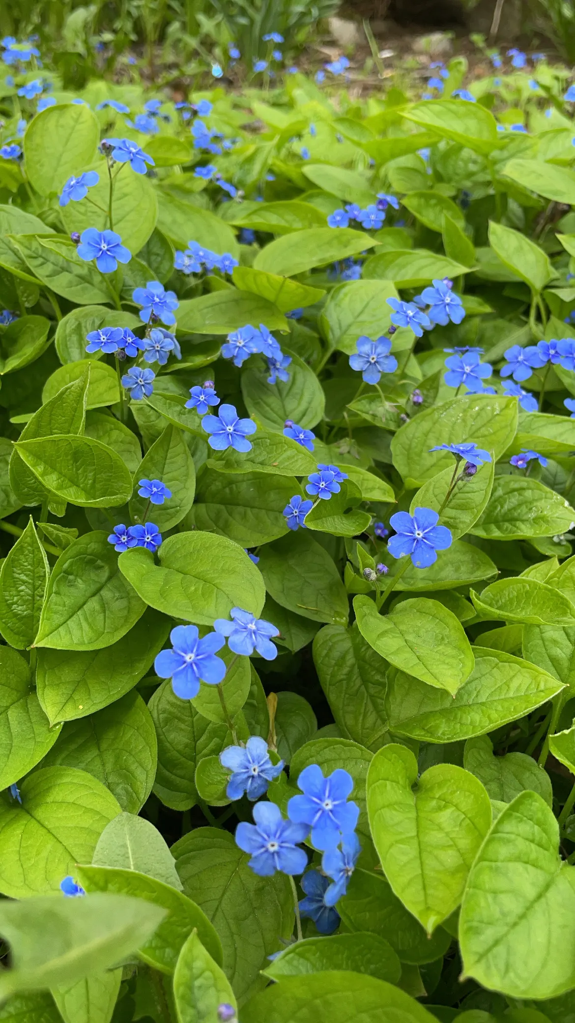 Blue-Eyed Mary, Creeping Forget-Me- (Omphalodes Verna) — which contrast beautifully with its glossy; thriving in partial shade, it forms lush mats reaching 4-6