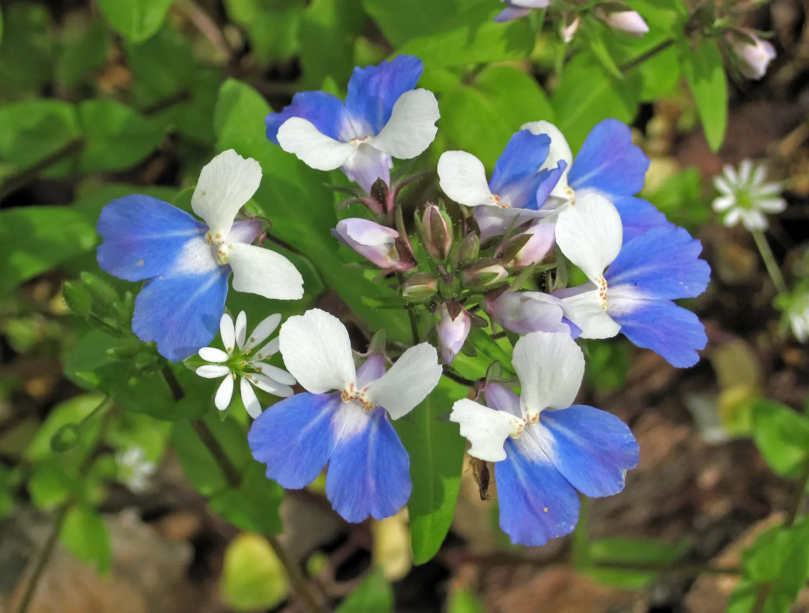 Blue-Eyed Mary, Creeping Forget-Me- (Omphalodes Verna) — offering ground cover with a quaint; or more formally known as the Omphalodes verna, image 87