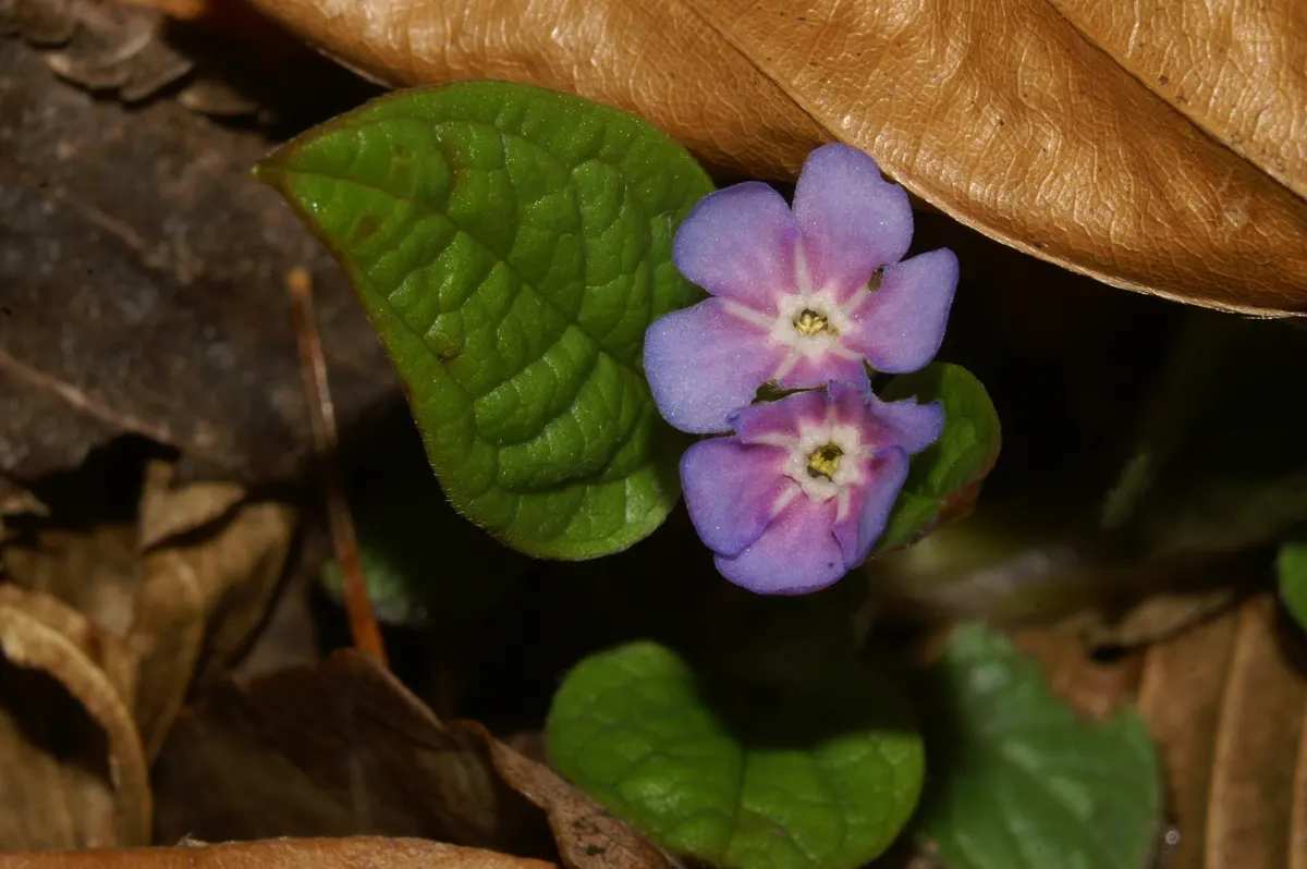 Blue-Eyed Mary, Creeping Forget-Me- (Omphalodes Verna) — It's resistant to most pests and diseases and is relatively low maintenance; offering, image 70