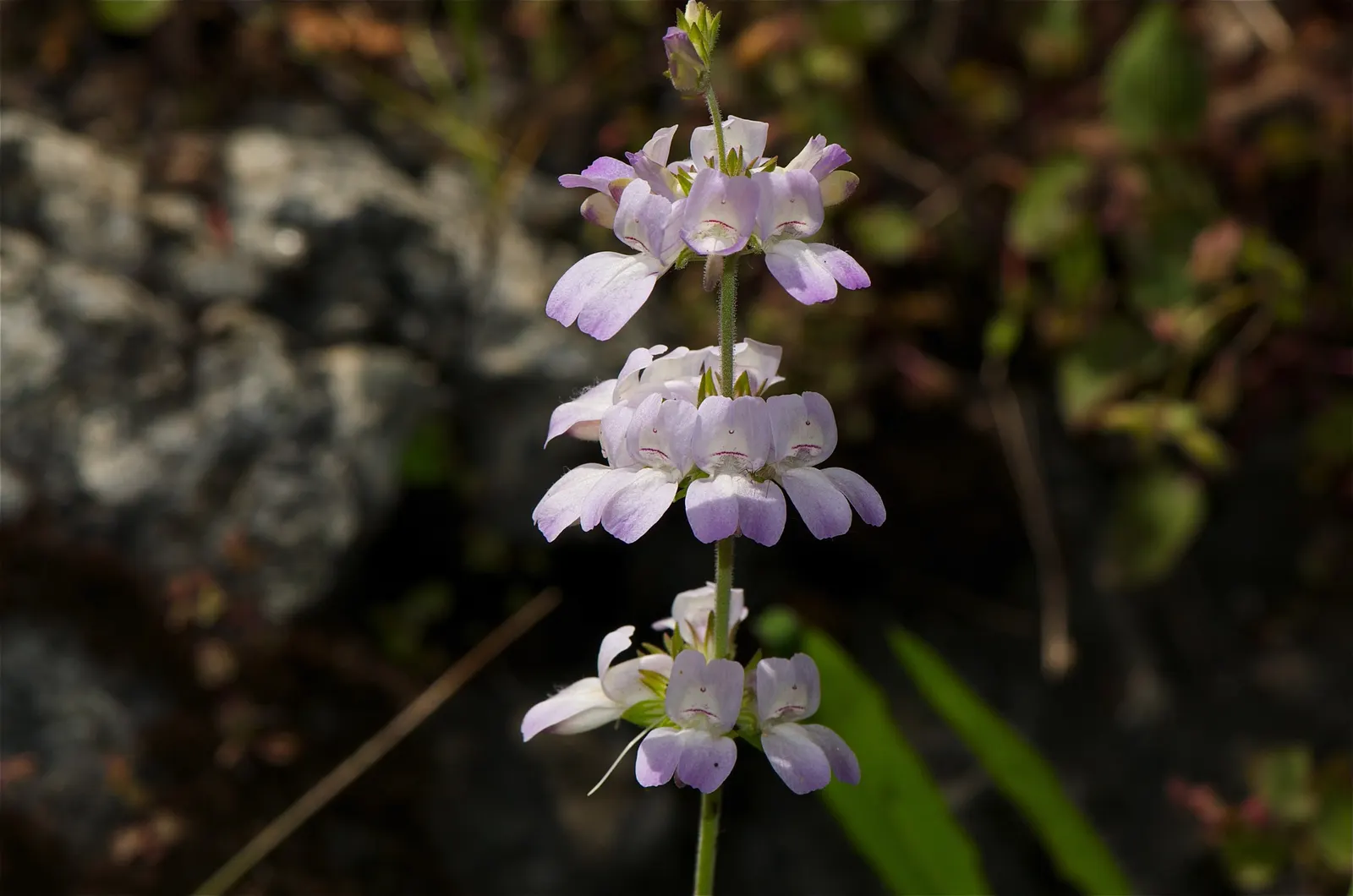 Blue-Eyed Mary, Creeping Forget-Me- (Omphalodes Verna) — The flowers measure approximately 0.5 inches in diameter, creating a subtle yet impactful visual effect